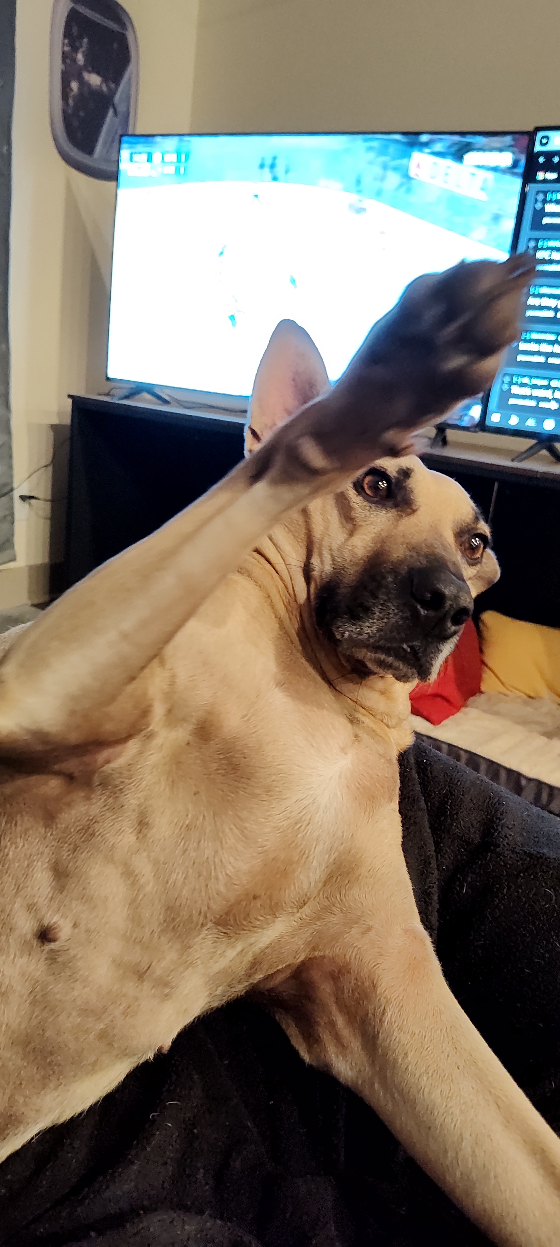 Maggie demands no pictures, just more belly rubs, Mr.!