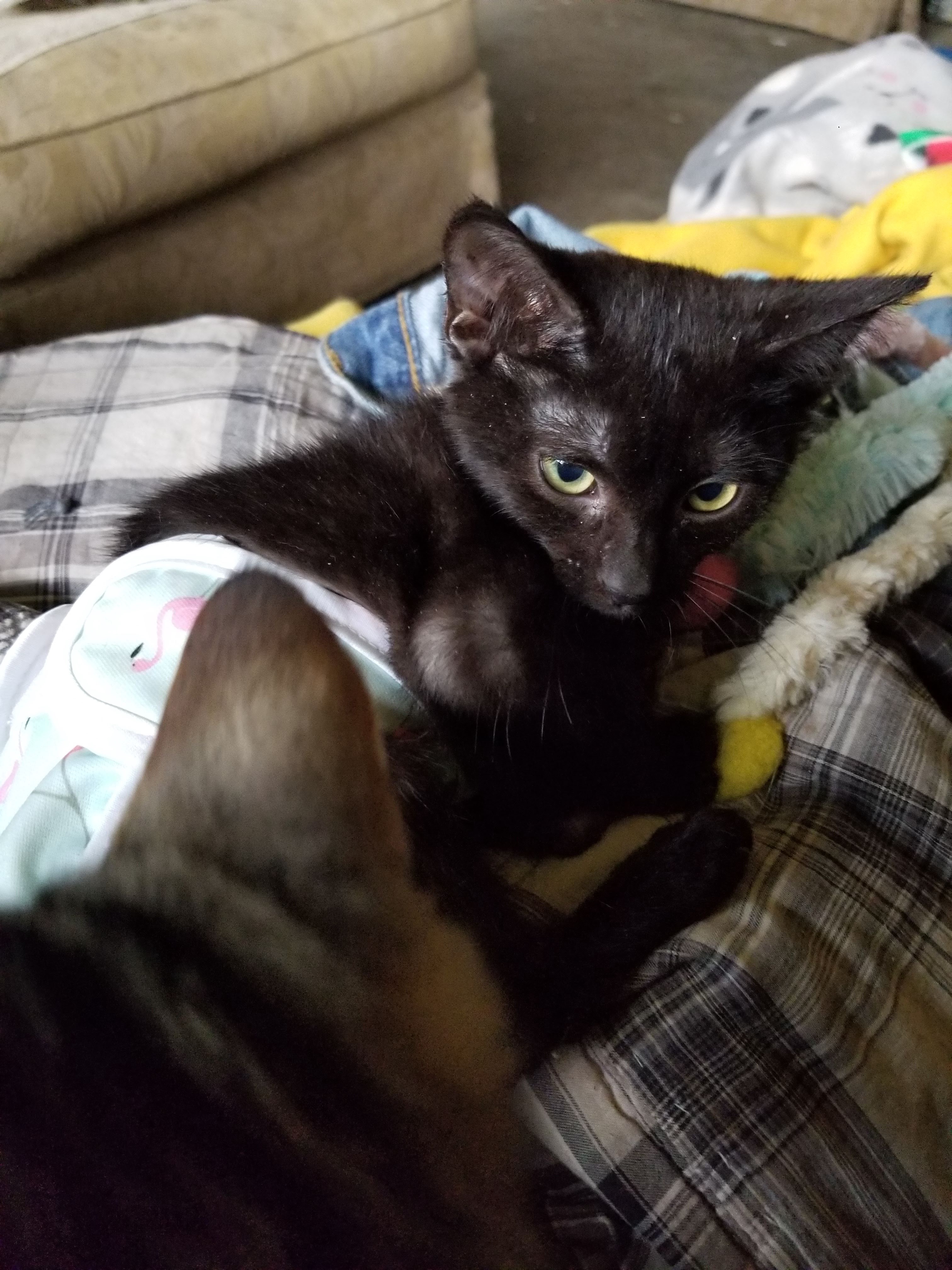 Heartwarming photos of special needs kitties who found their forever home with us 10 years ago