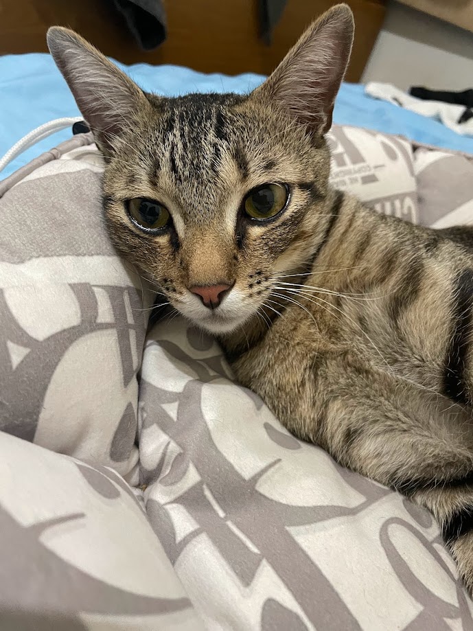 The Cuteness Overload of Cats