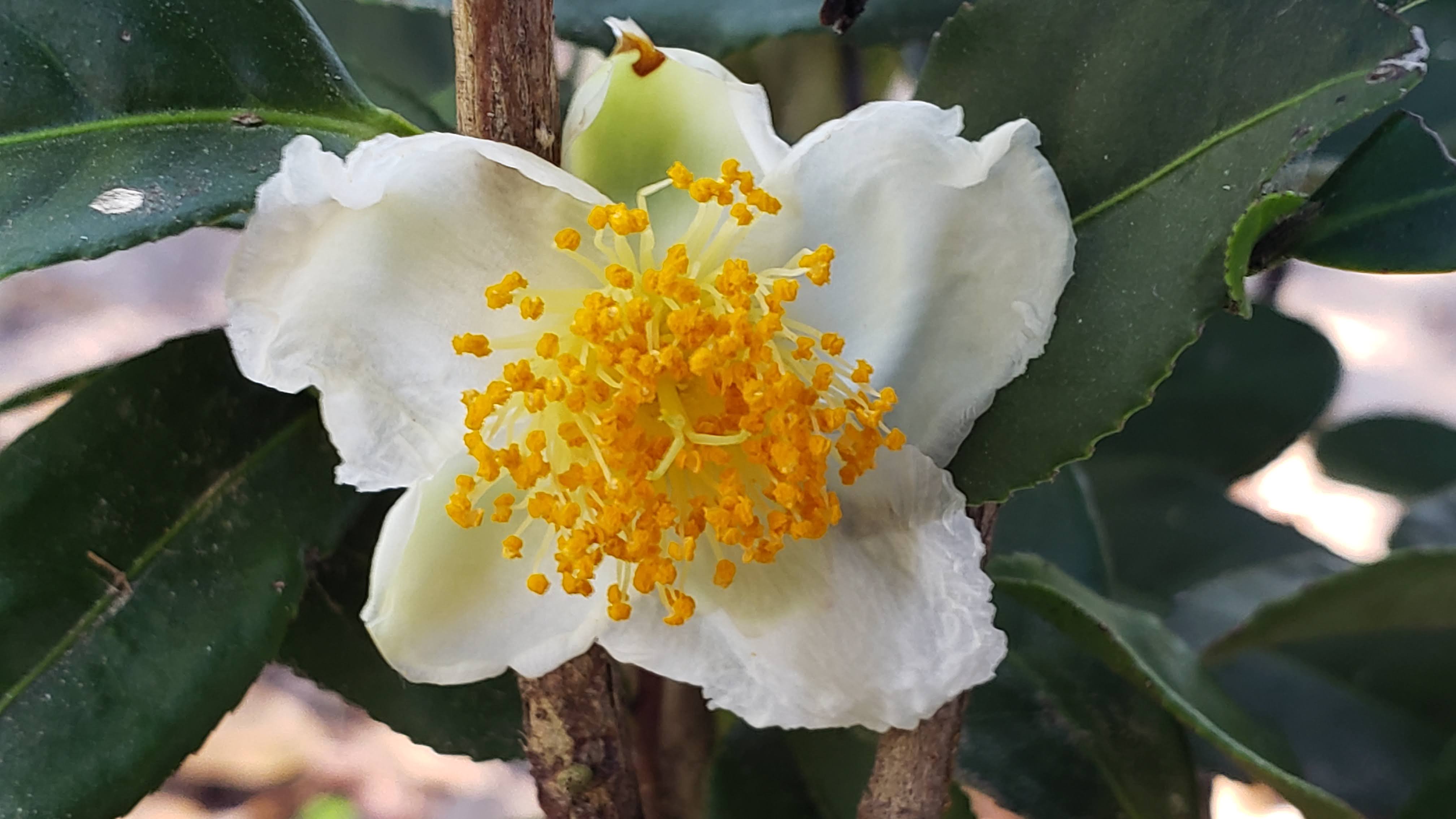 My First Bloom! After planting back in April, my tea plant has finally blossomed! Can't wait to see what comes next on this journey.