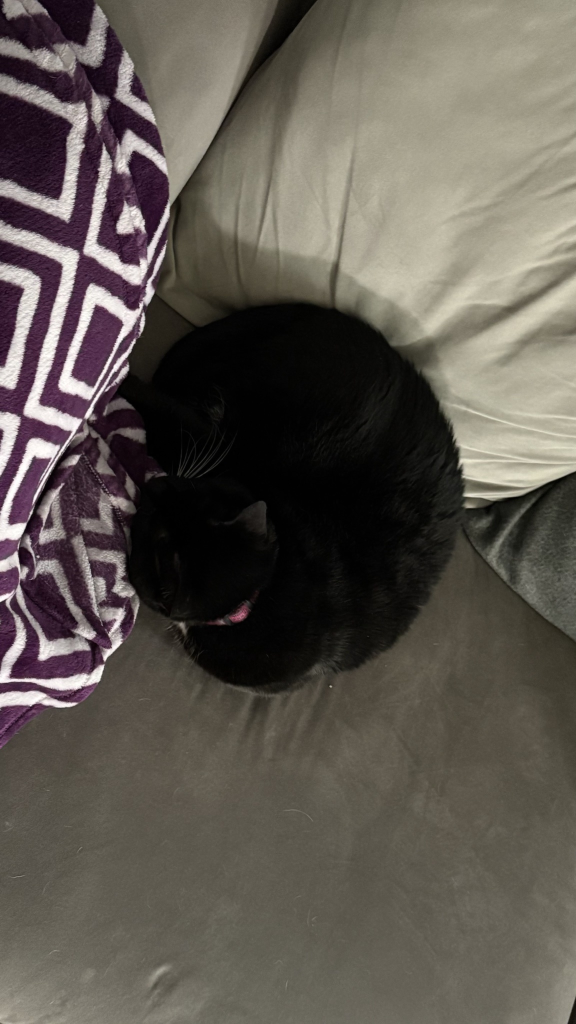 Adorable Little Furball