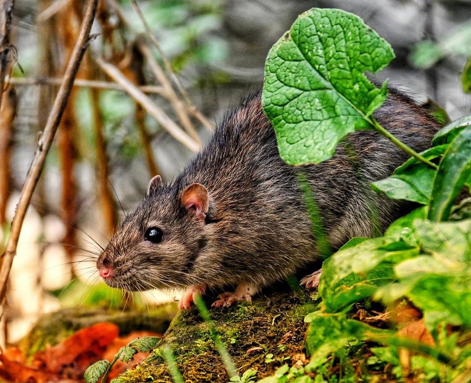 Sneaky Rat Alert!