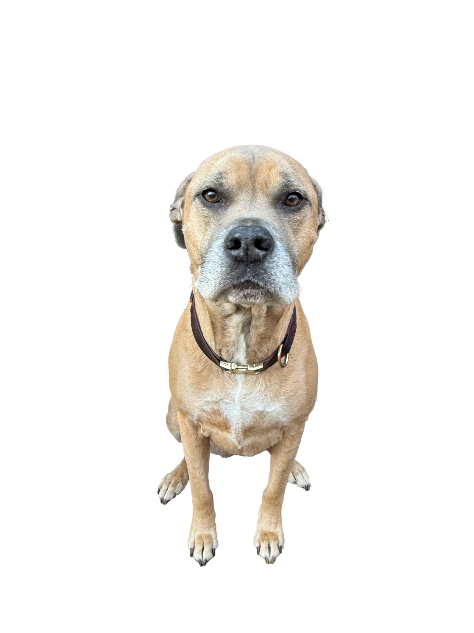 Celebrating Our Furry Friends: Dogs!