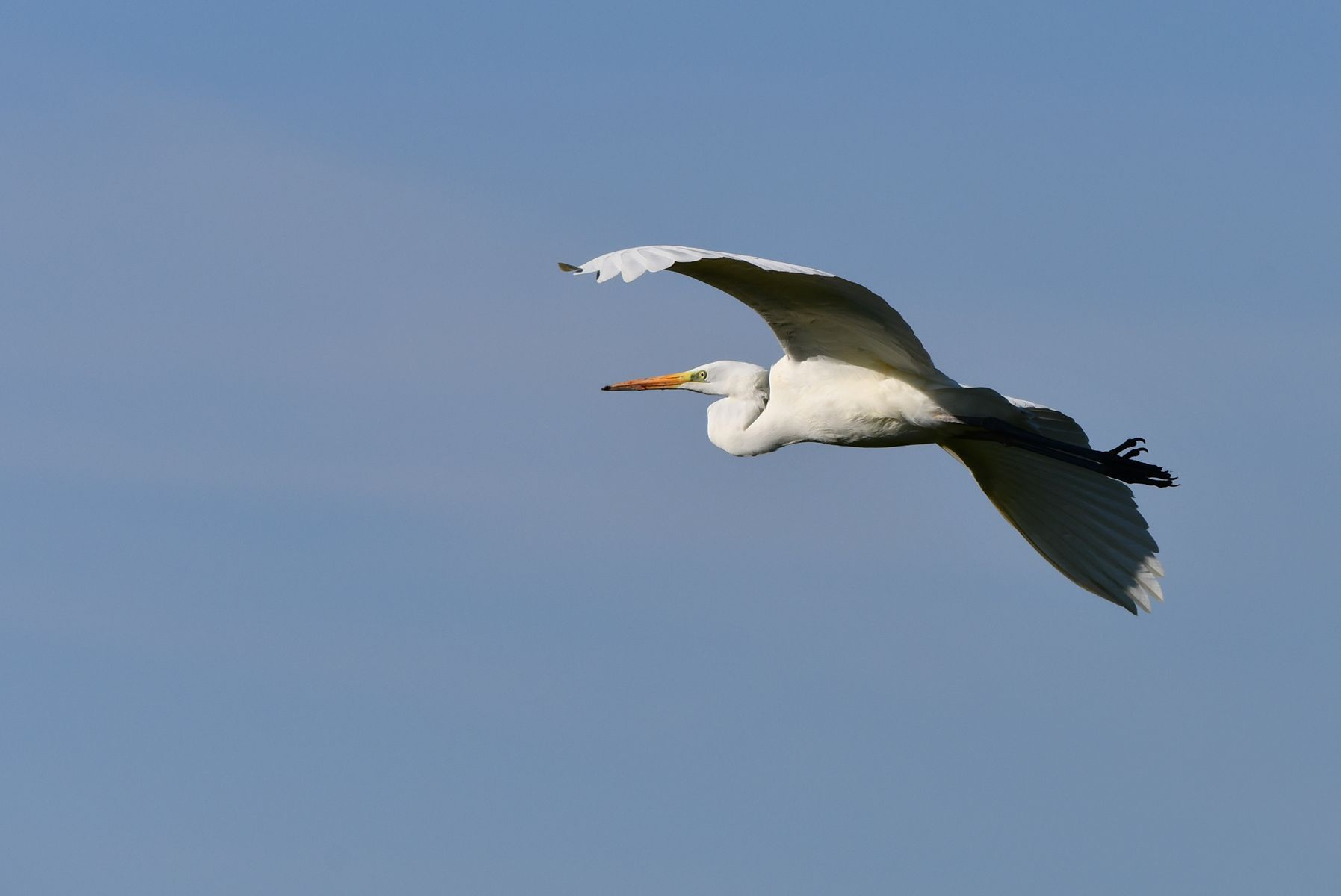 Grande Aigrette: A Glimpse of France's Natural Beauty