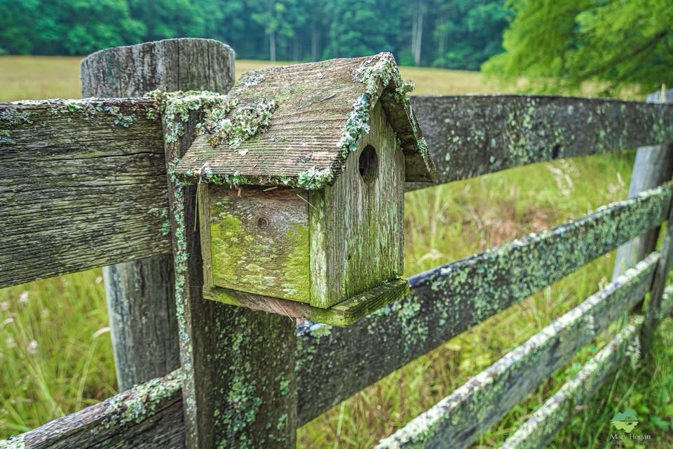 The Great Outdoors: A Fence in Focus