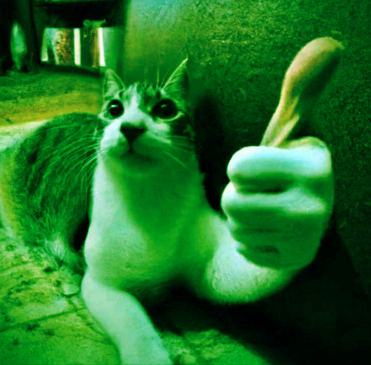 The Goodest Cat: A Feline Delight
