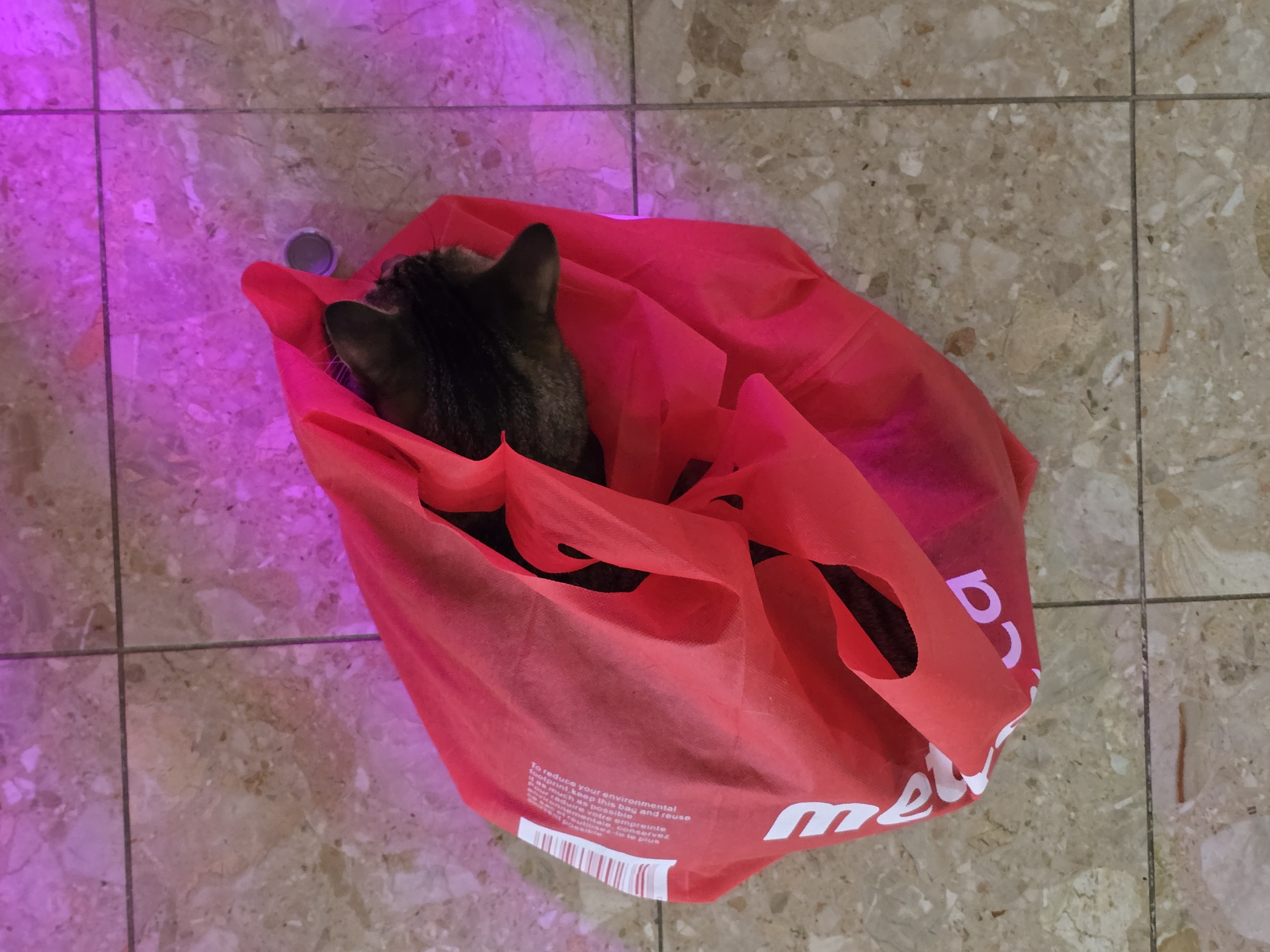 I Came Across This Cat on Sale: What a Steal!