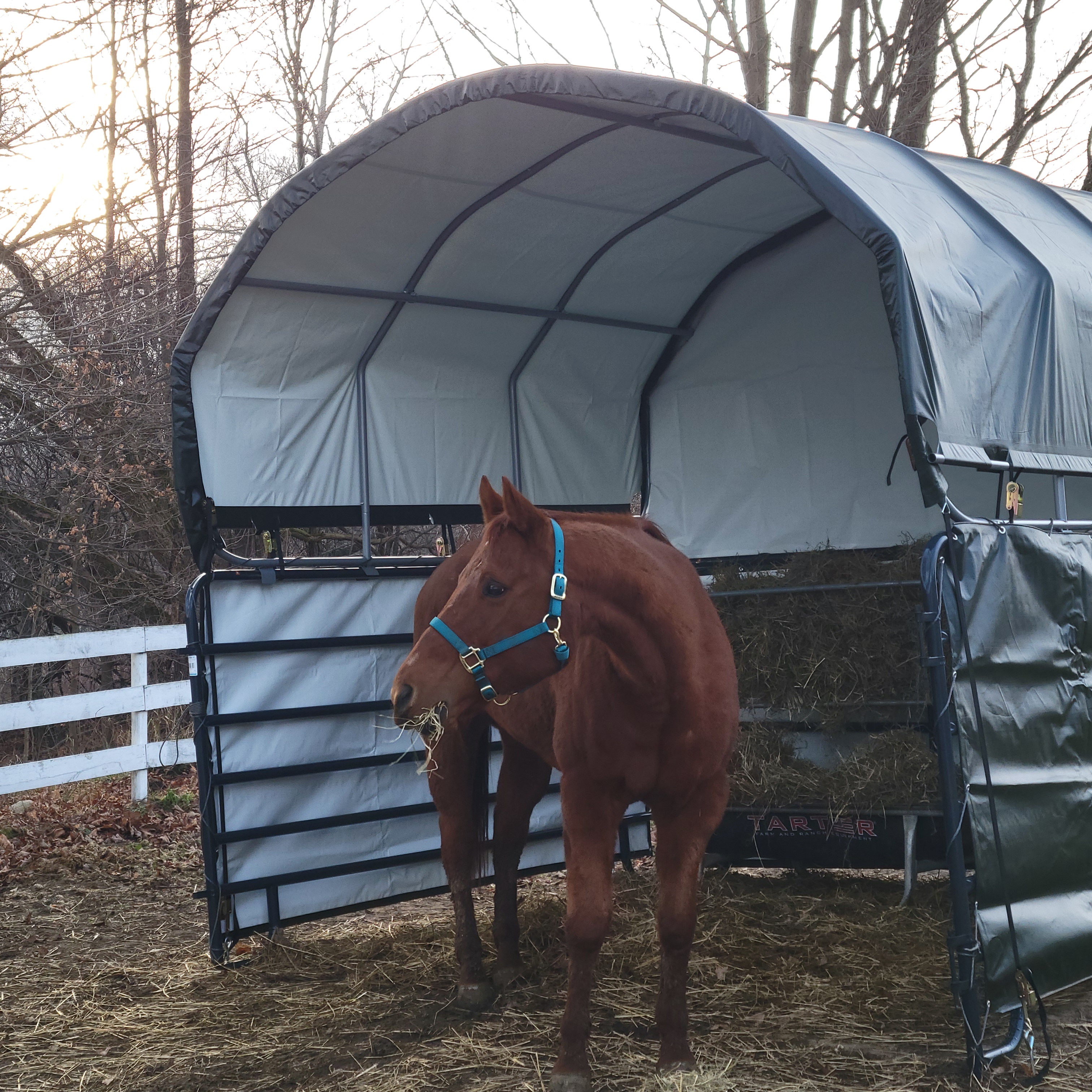 The Enigmatic Killpen Horses