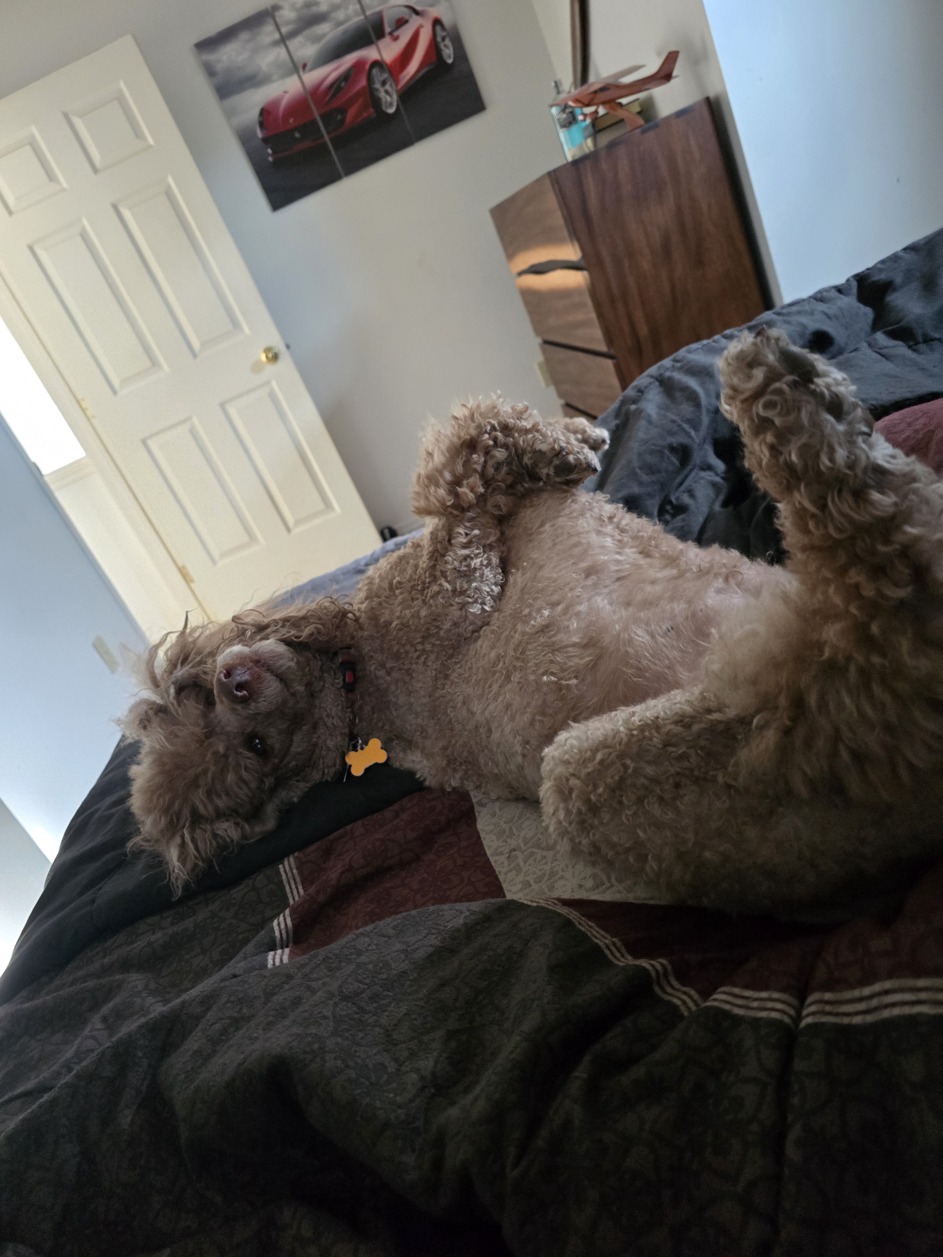 Keke's Morning Gaze: The Look That Says It All