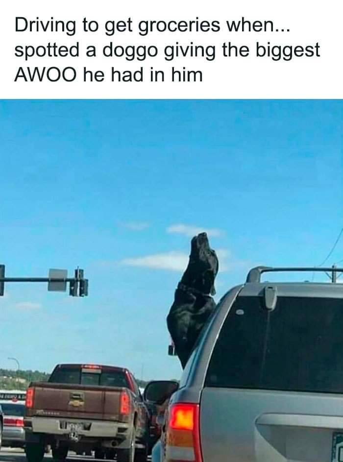 Awoooo! The call of the wild!