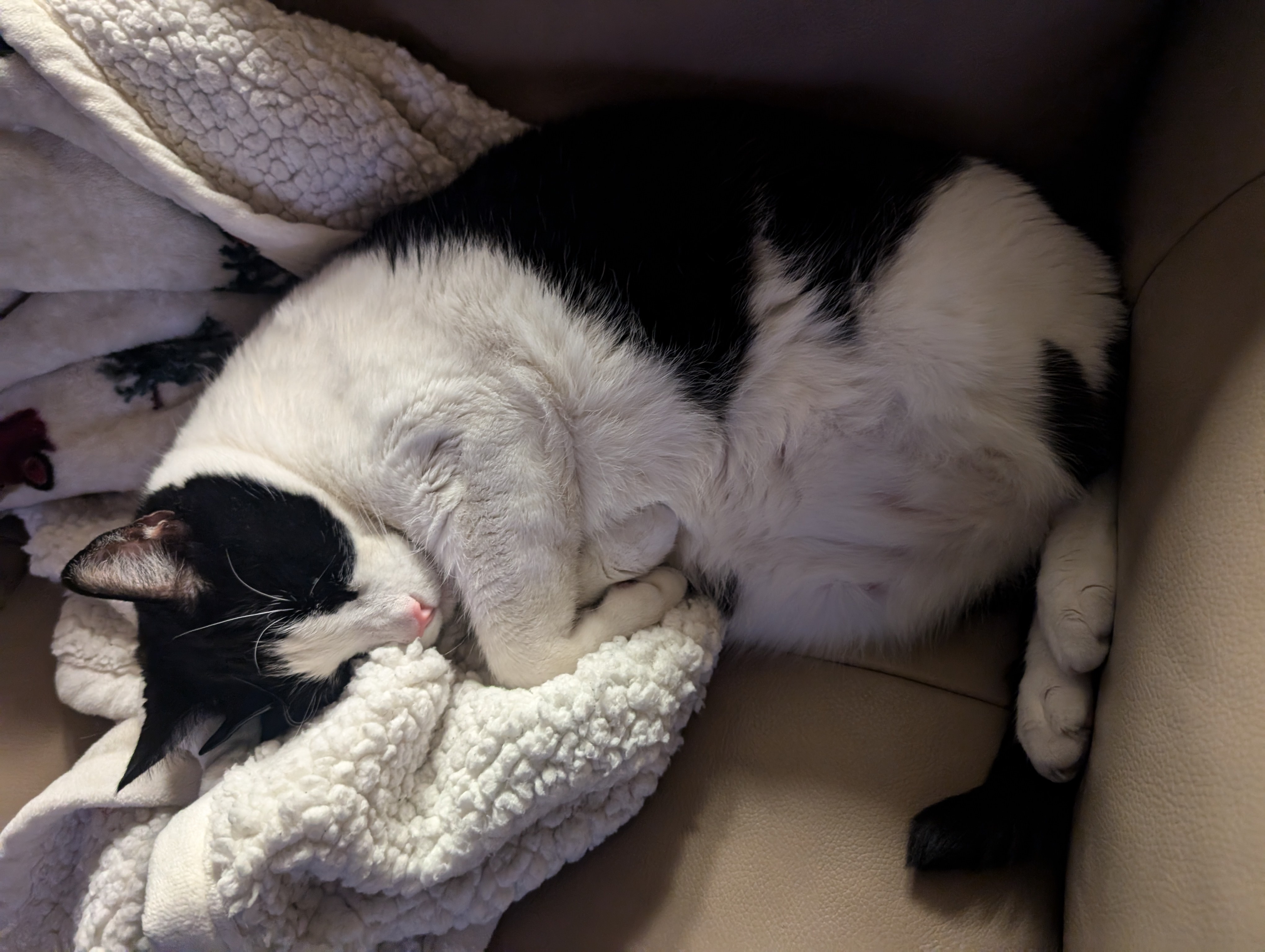 Absolutely Adorable and Chunky!