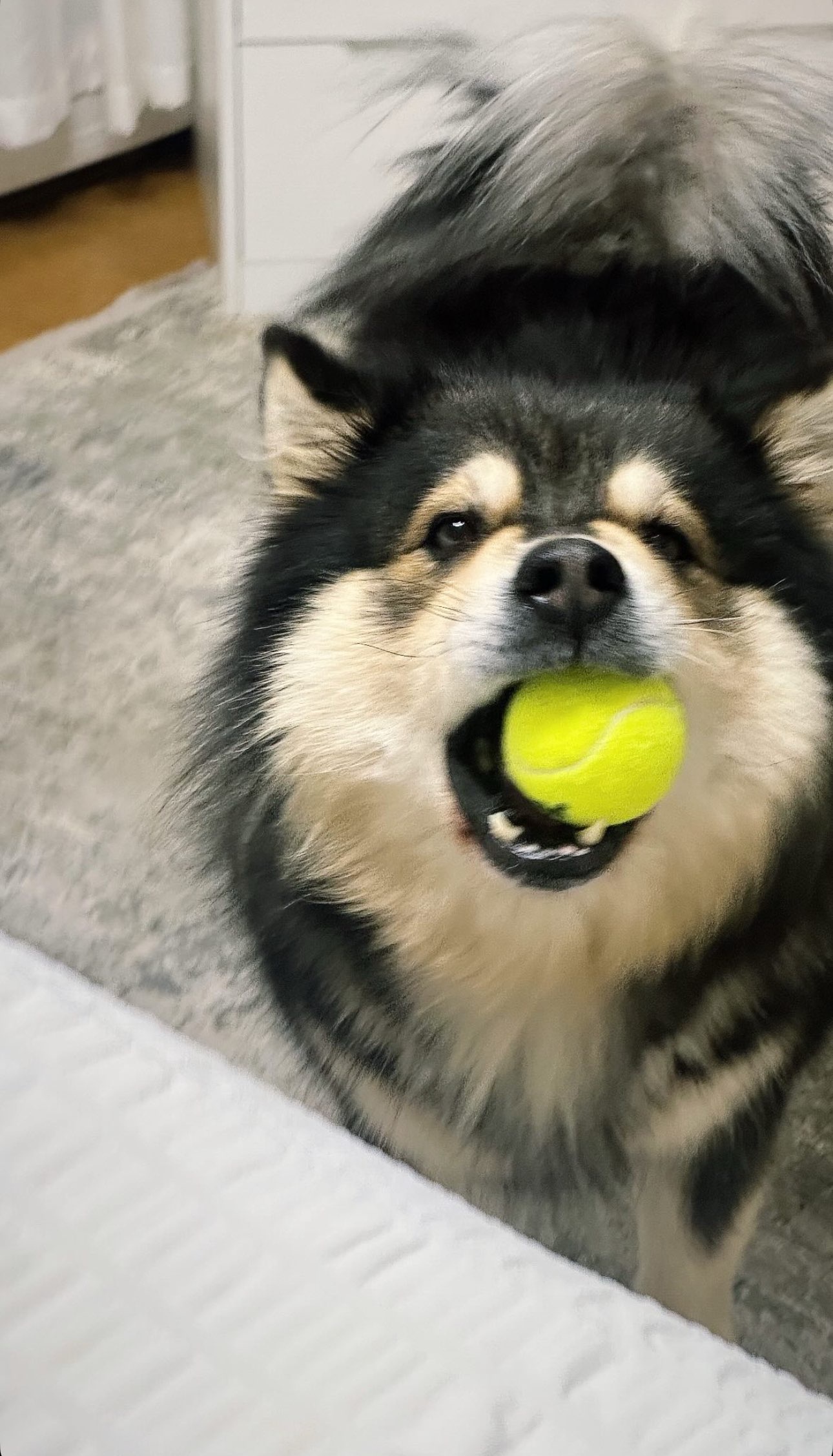 You Toss It, I Catch It: The Ultimate Game of Fetch