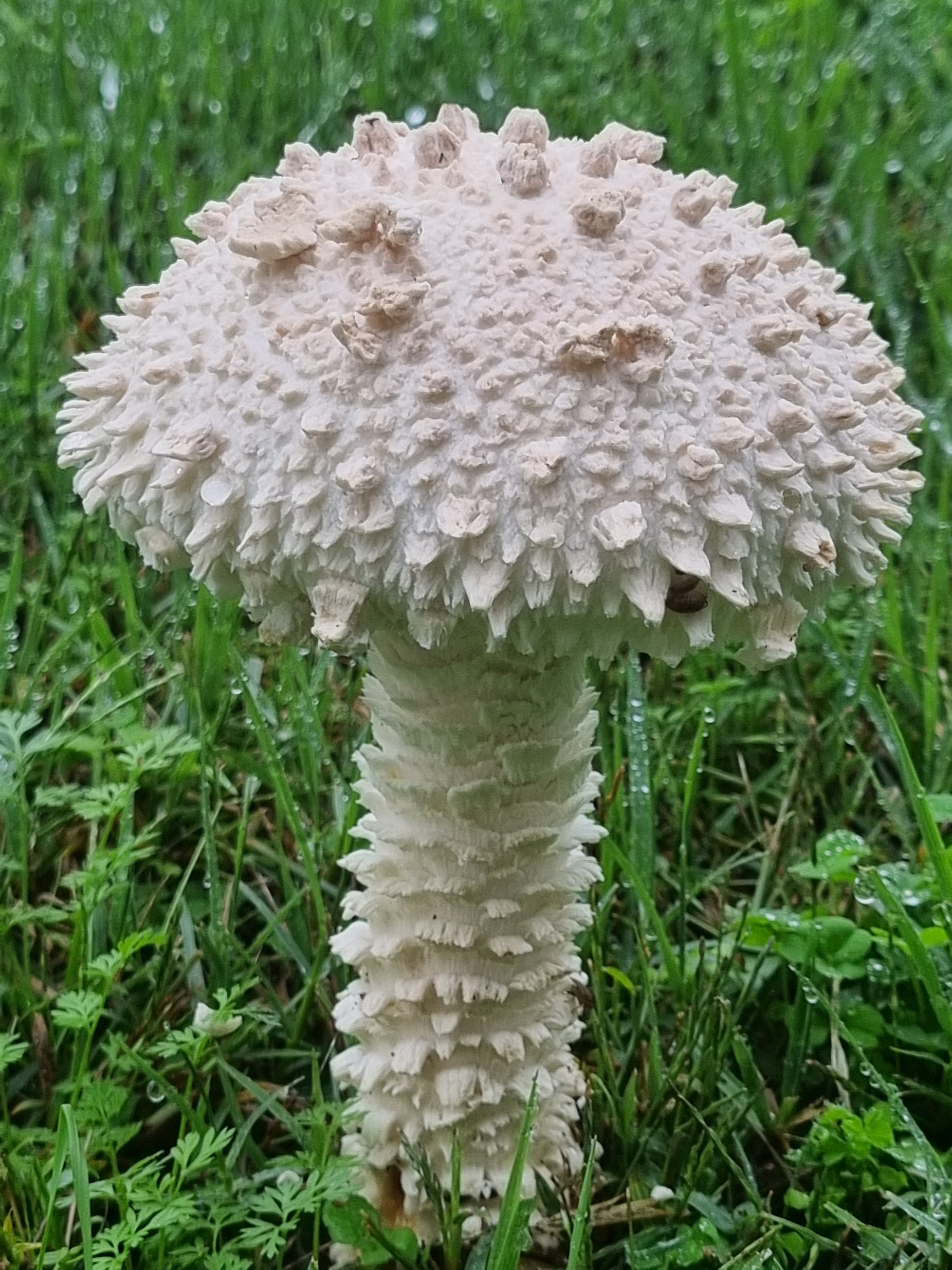 Exploring the Mysteries of Amanita Vittadini