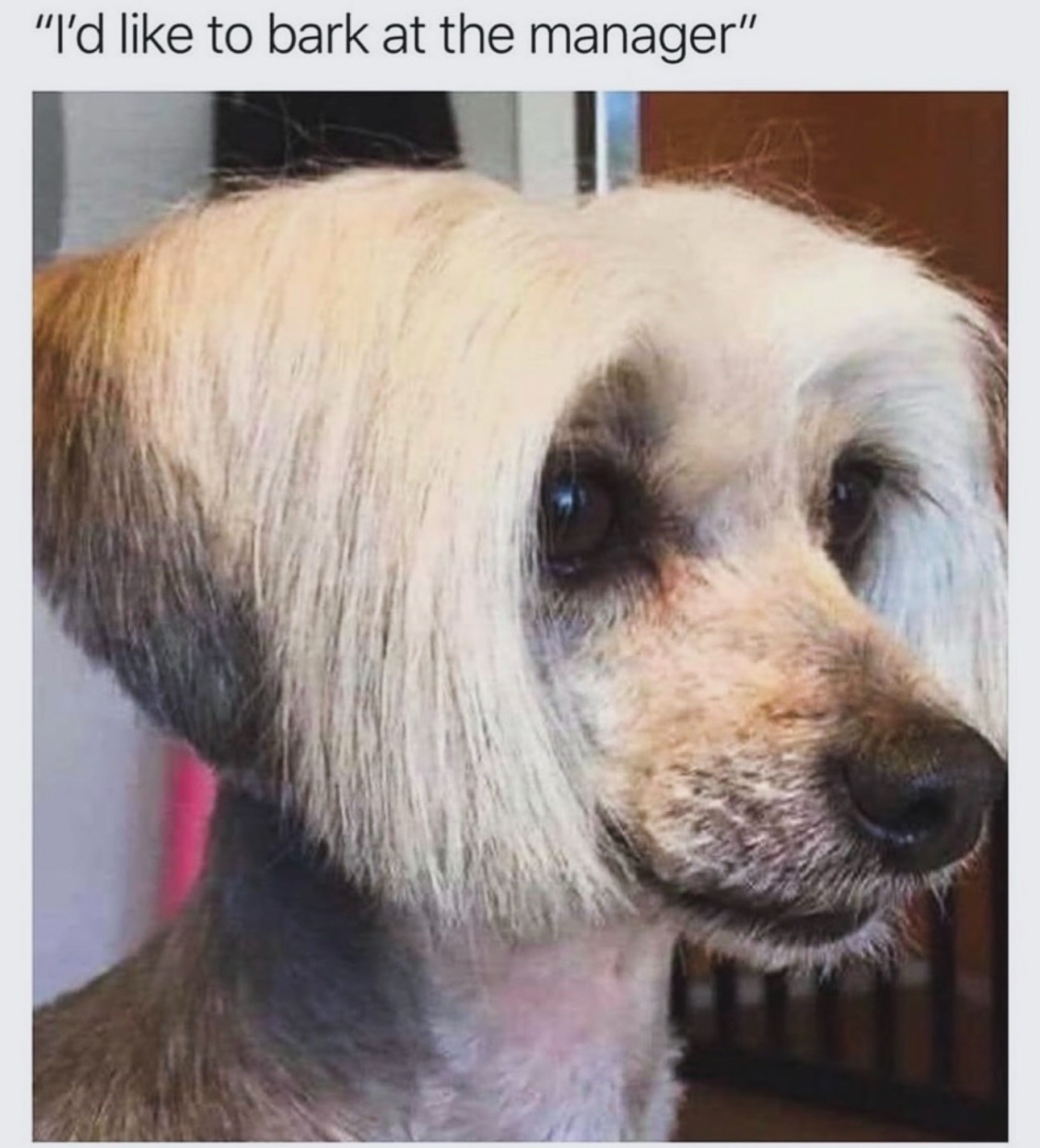 The Bark That Speaks Volumes