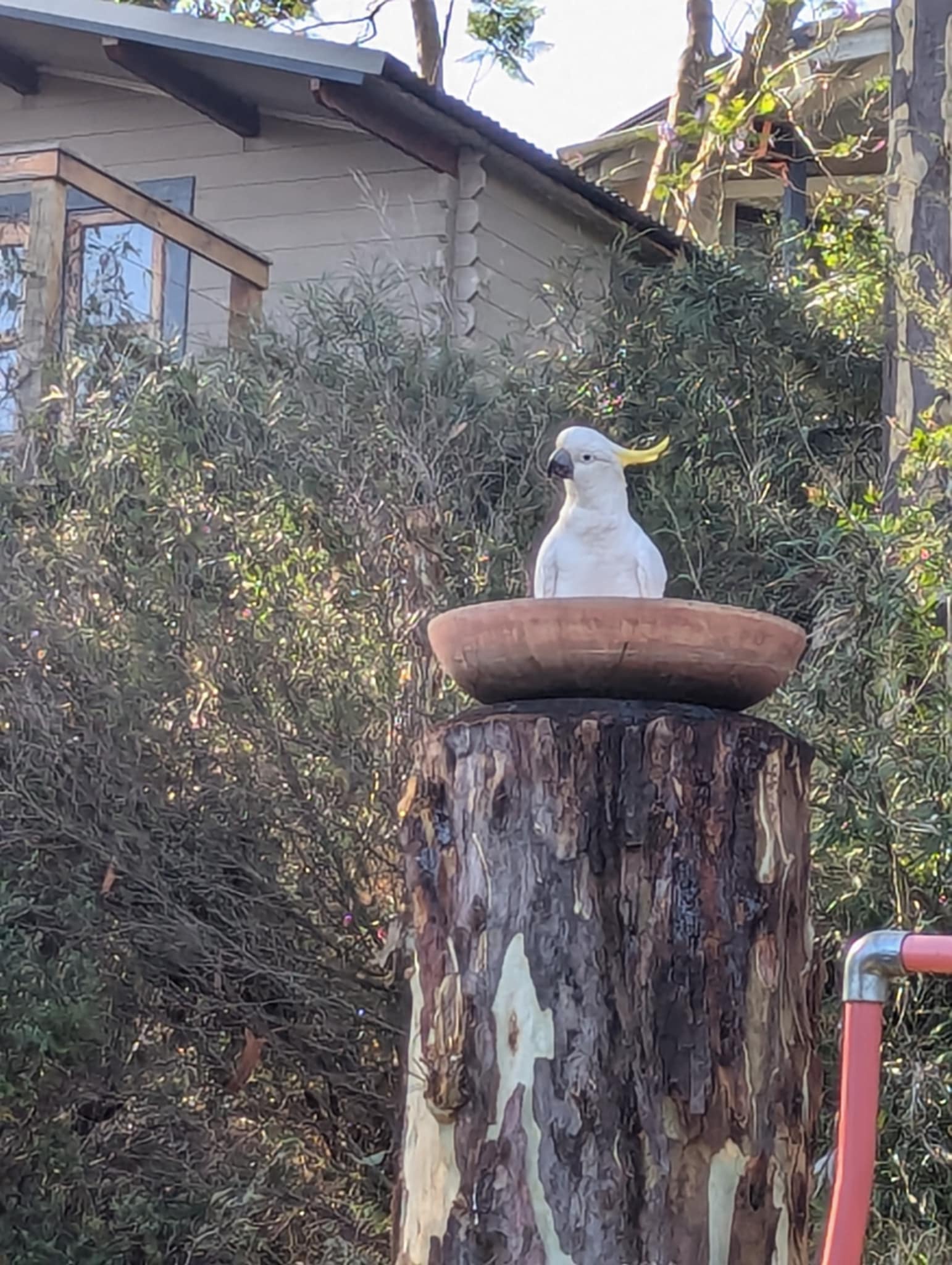Morning Joy with a Splash of Cockatoo Happiness