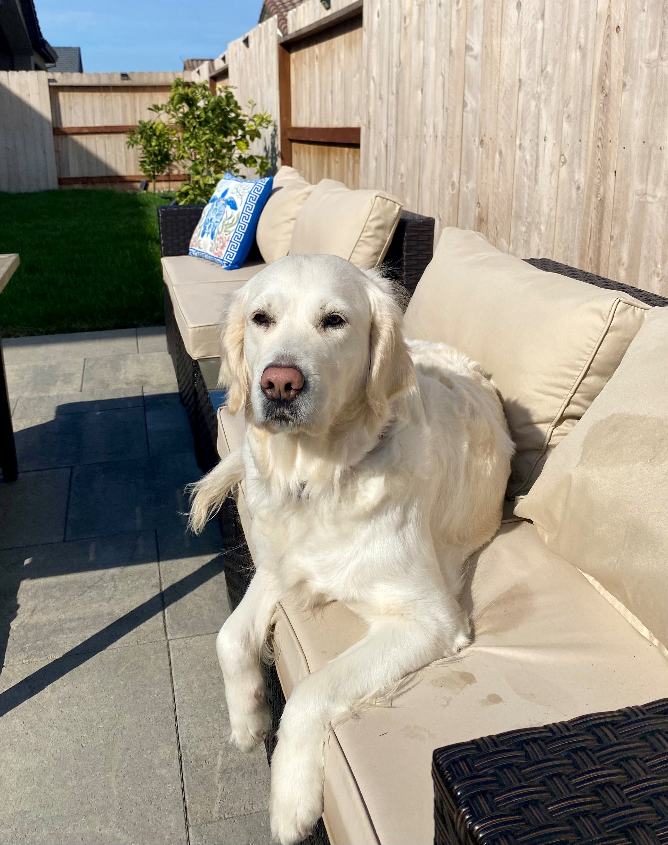 Meet Tesla Mae: The Adorable Star of Stoney Creek Goldens