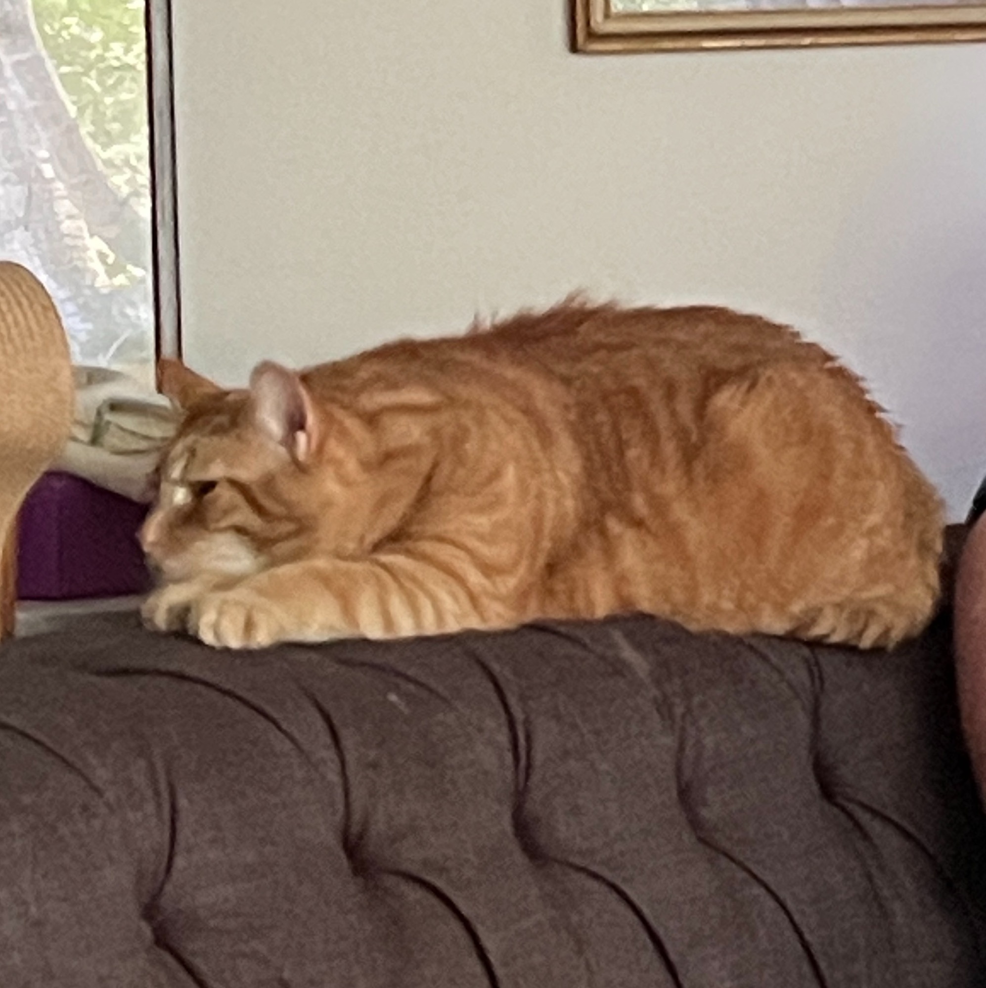 Daily dose of cat cuteness to brighten your day