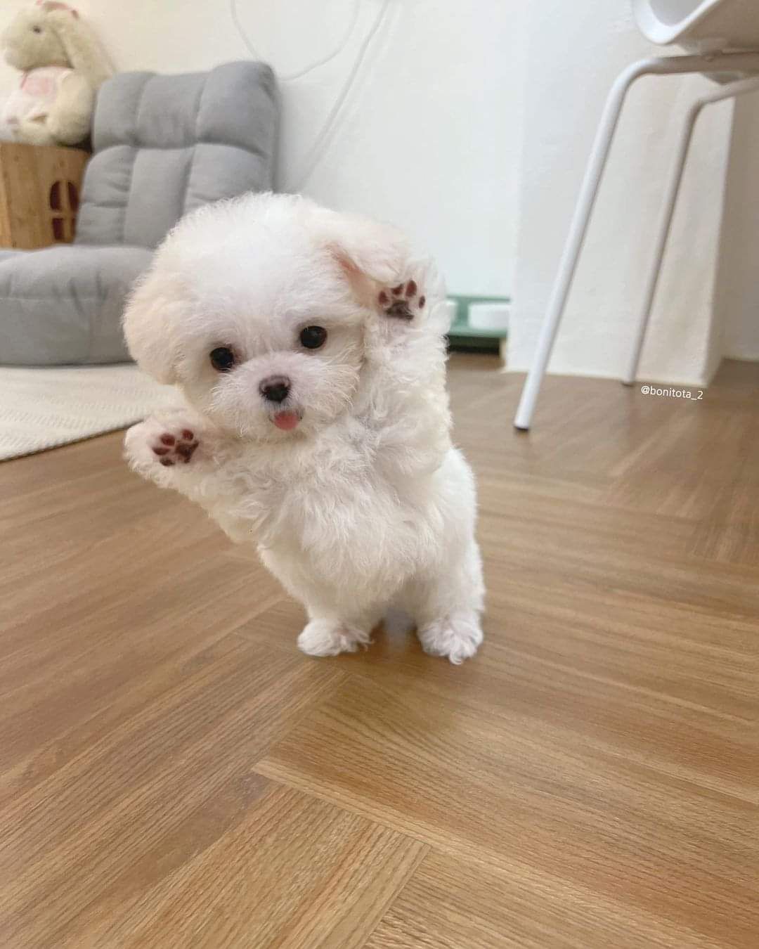 The Joy of a Doggy Hug