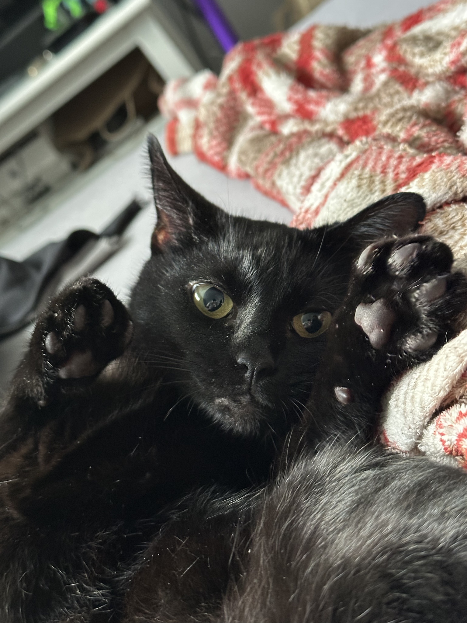 Ash is Settling In Perfectly! She's Already Mastering the Art of Begging