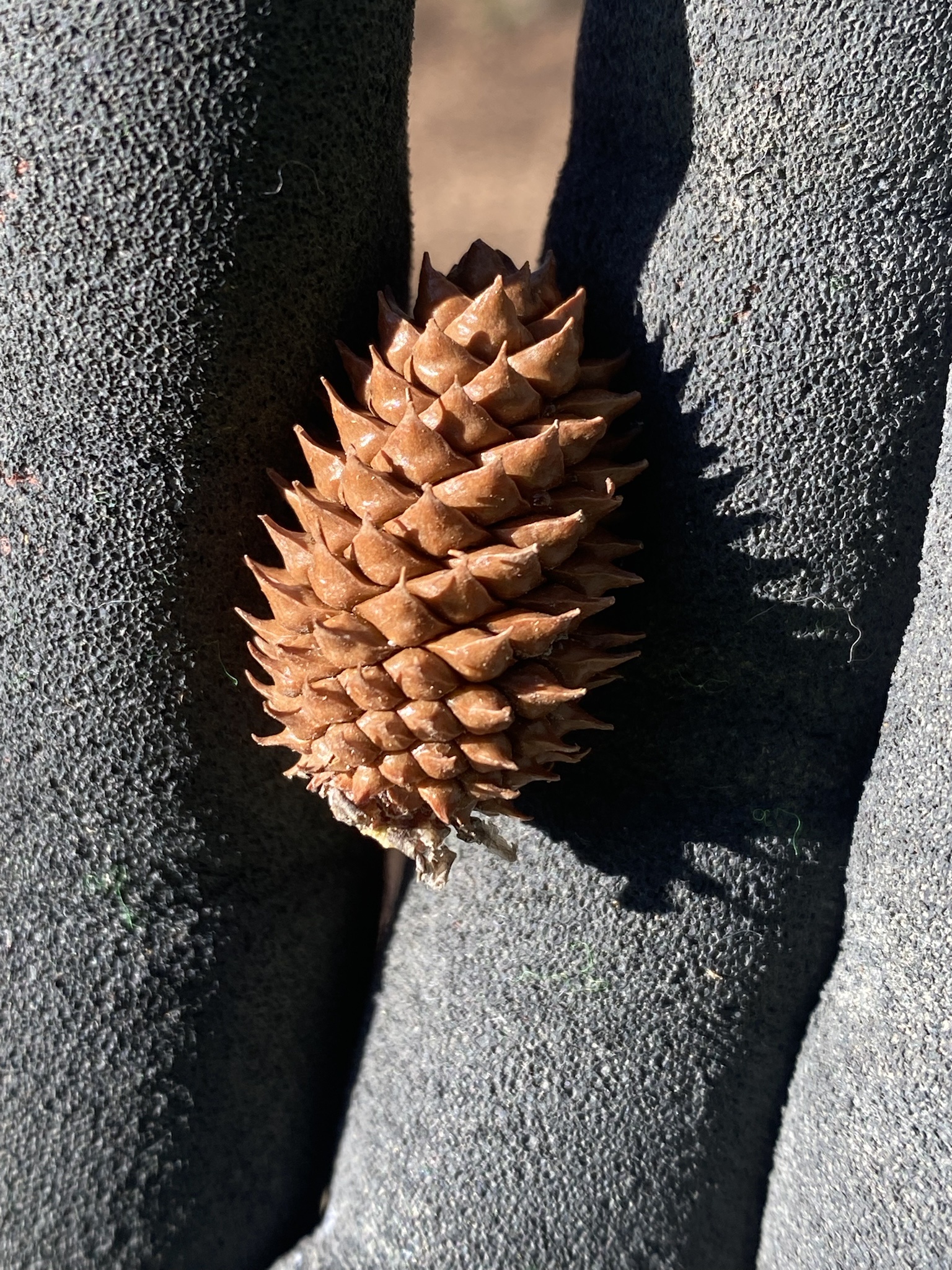 Definitely Not Just a Pine Cone...