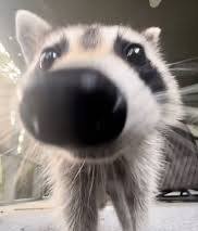 The Curious Raccoon