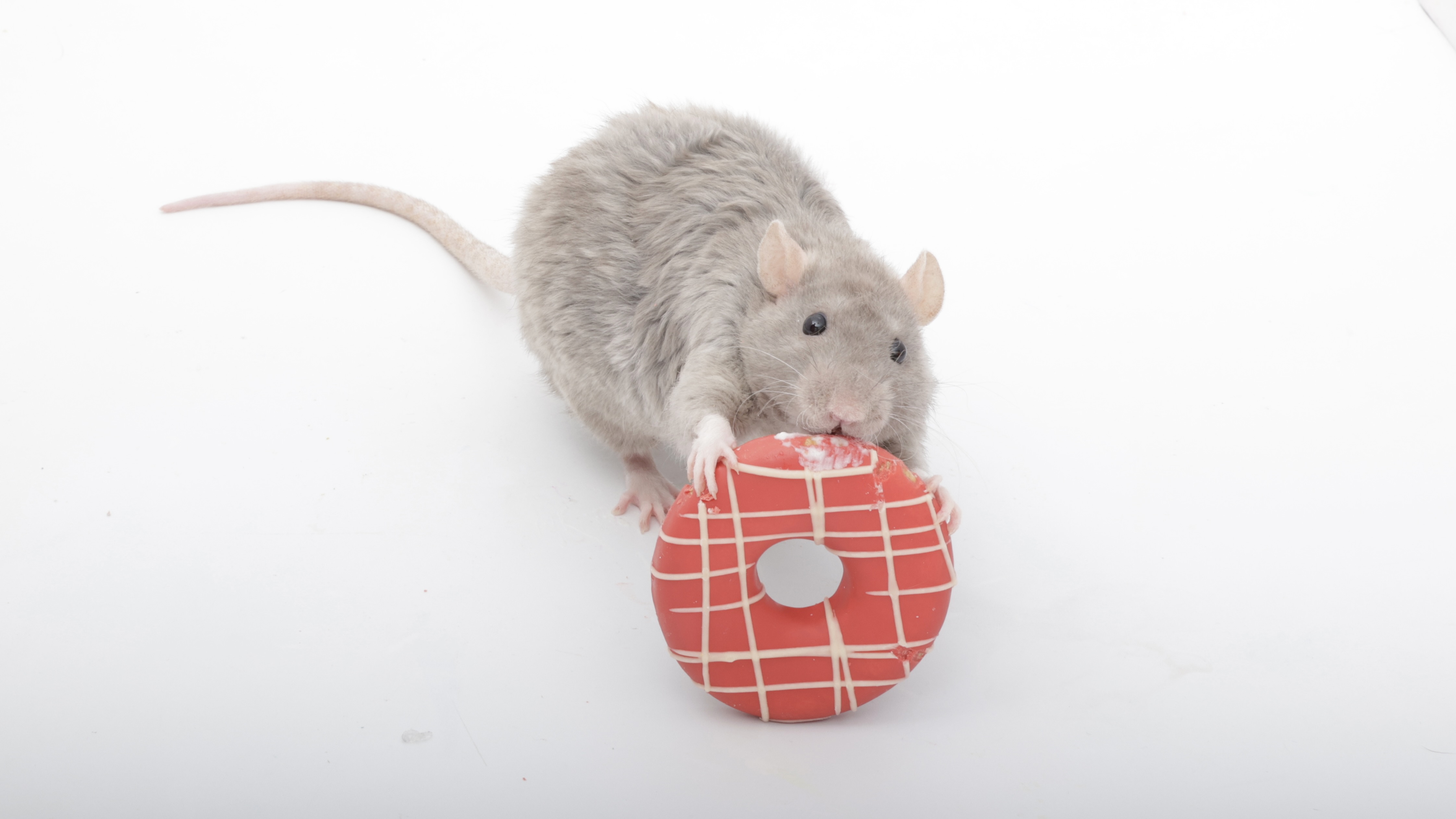 My adorable pet rats are enjoying their mini Valentine's Day donuts!