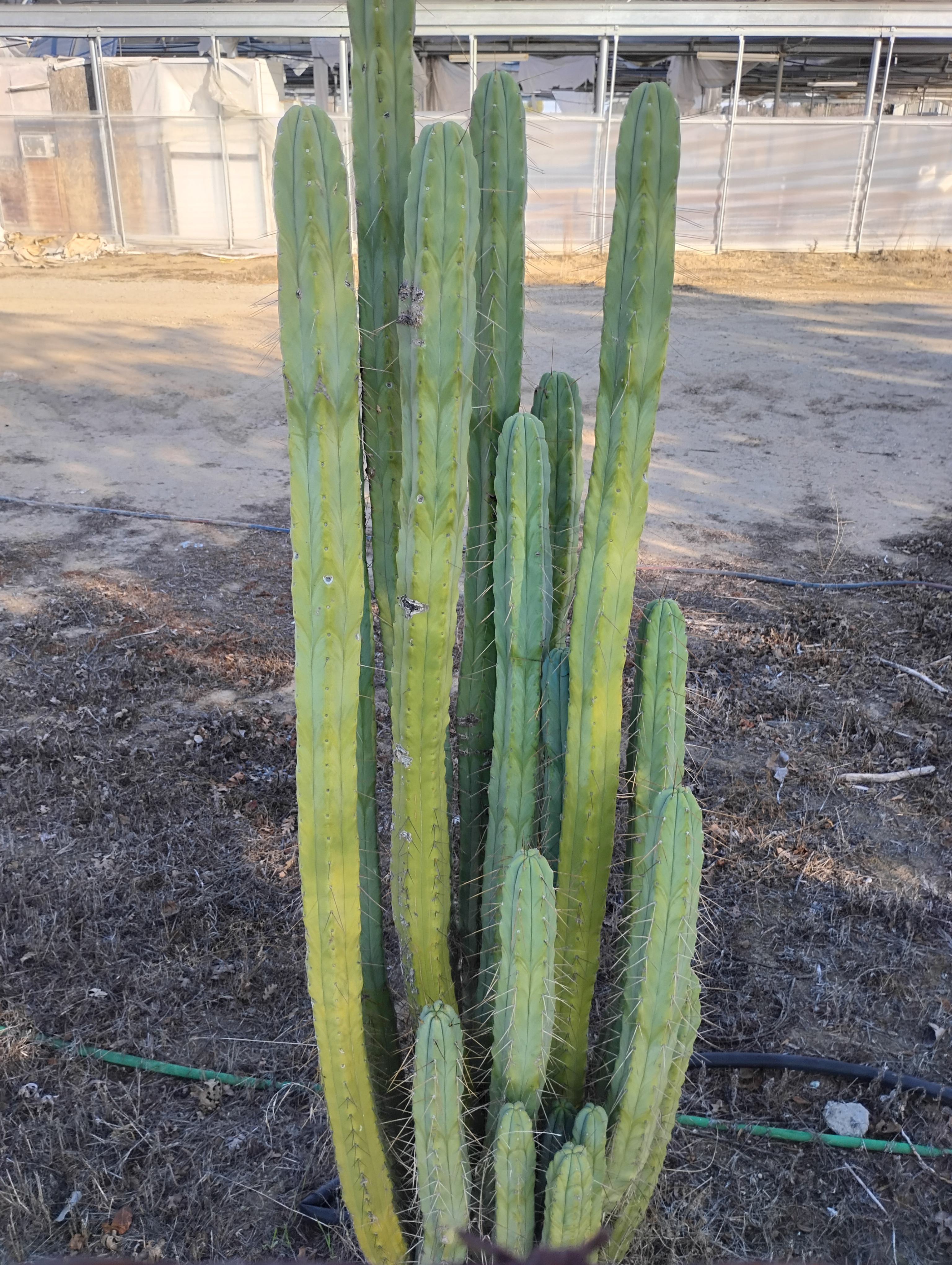 Meet the Unique Bridgesii Cactus