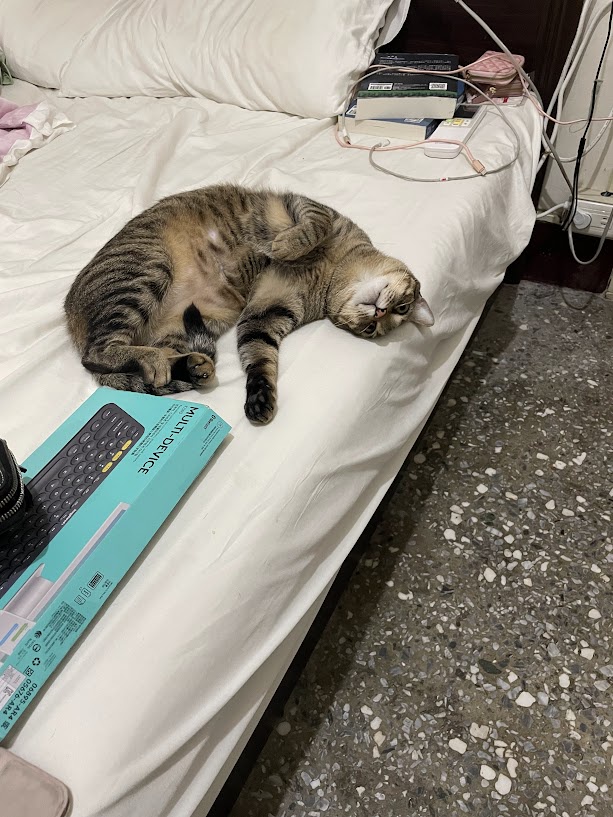 Adorable Cat Moments That Will Melt Your Heart