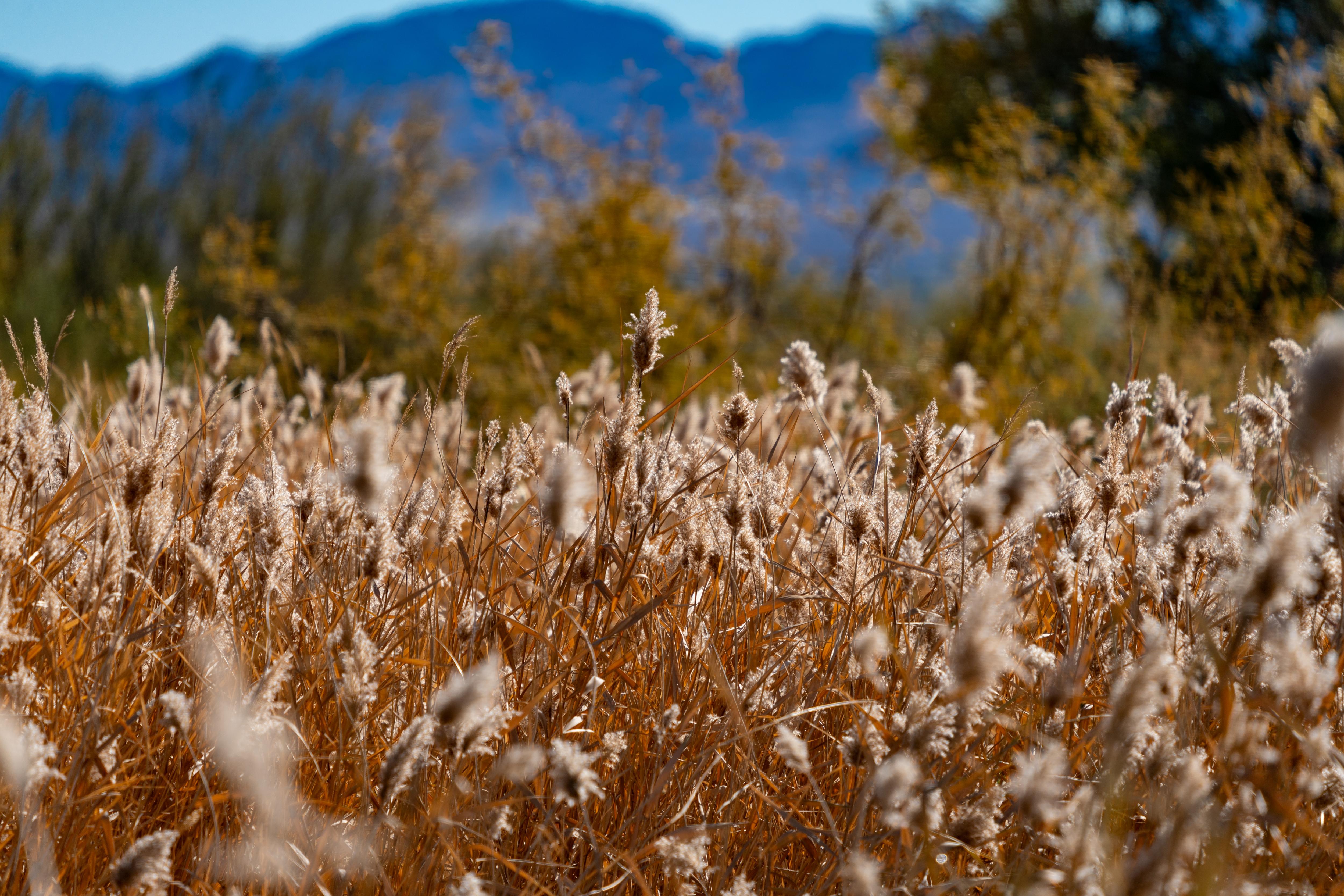 Discover the Serenity of Wetlands Nature Preserve in Clark County, NV