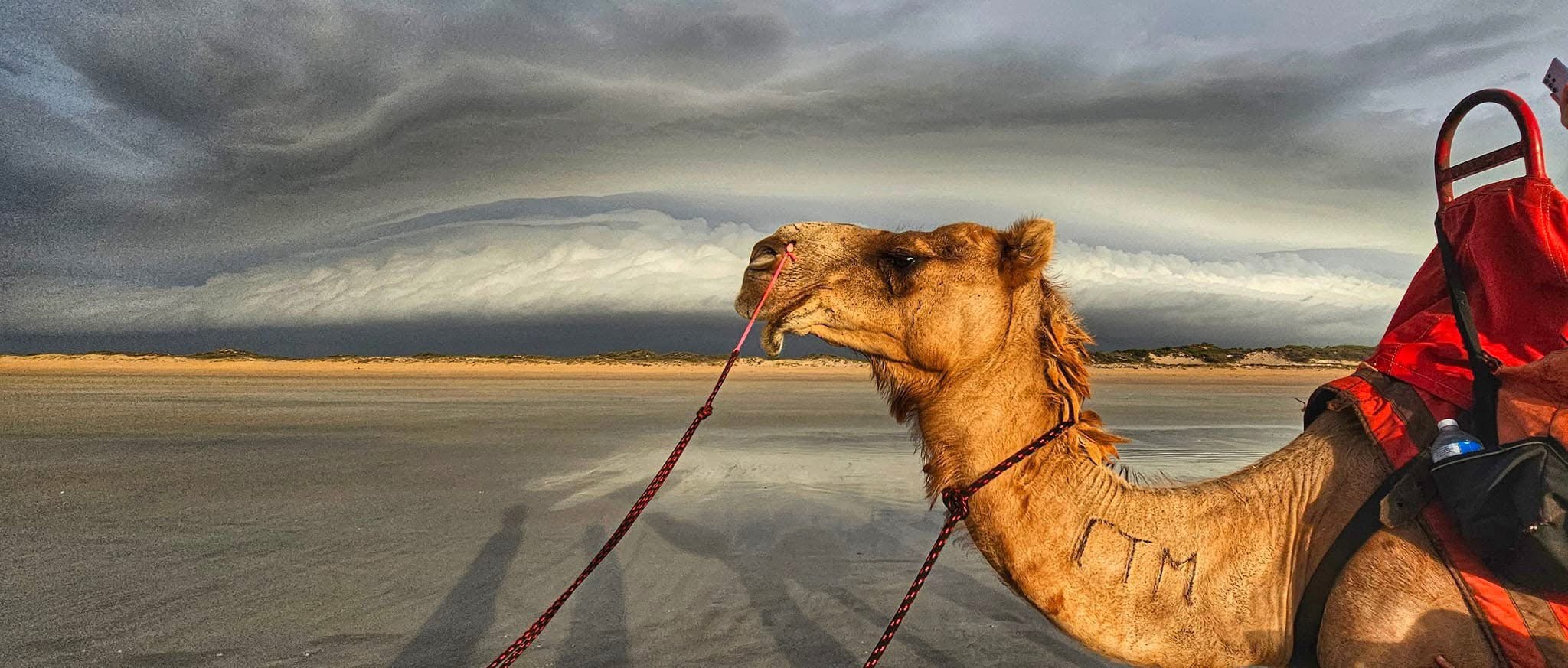 A Solemn Camel in the Desert Landscape