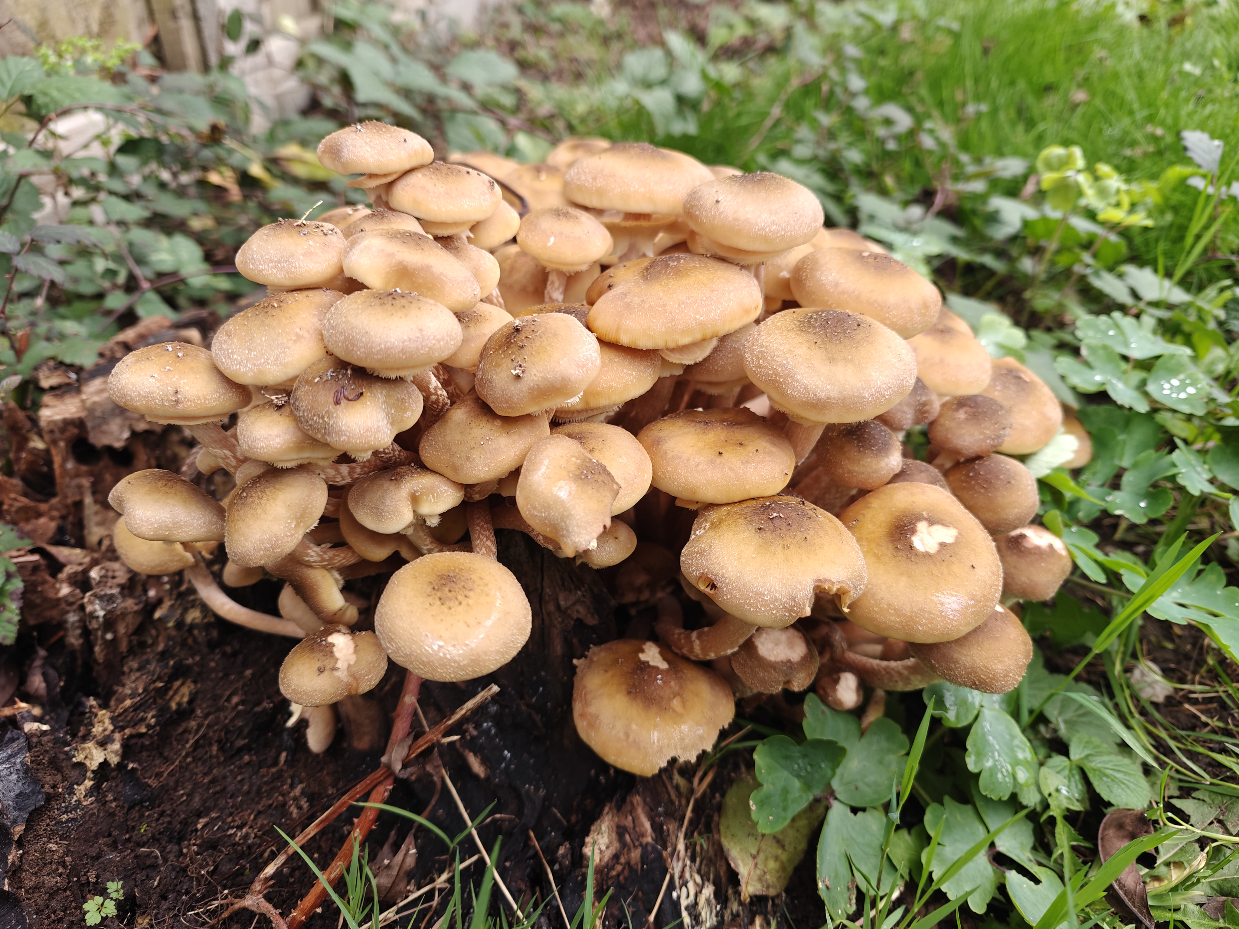 The Ultimate Shortcut to Finding Mushrooms