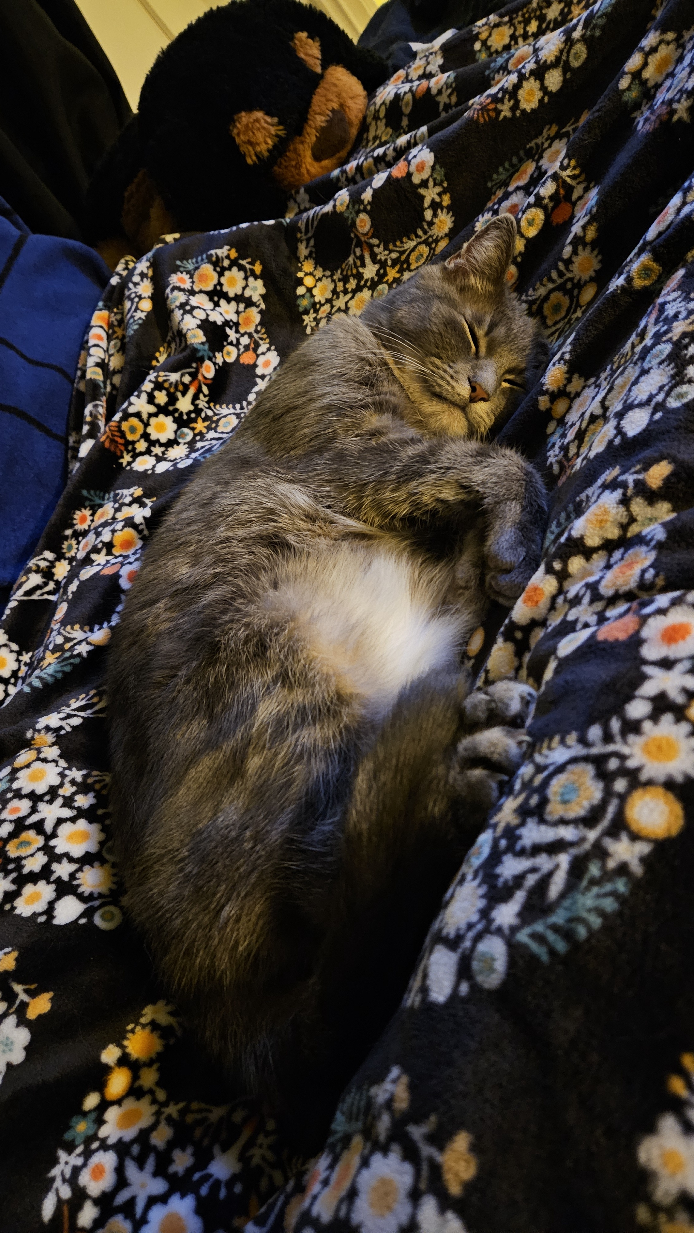Prepare to Be Amazed by My Cats!
