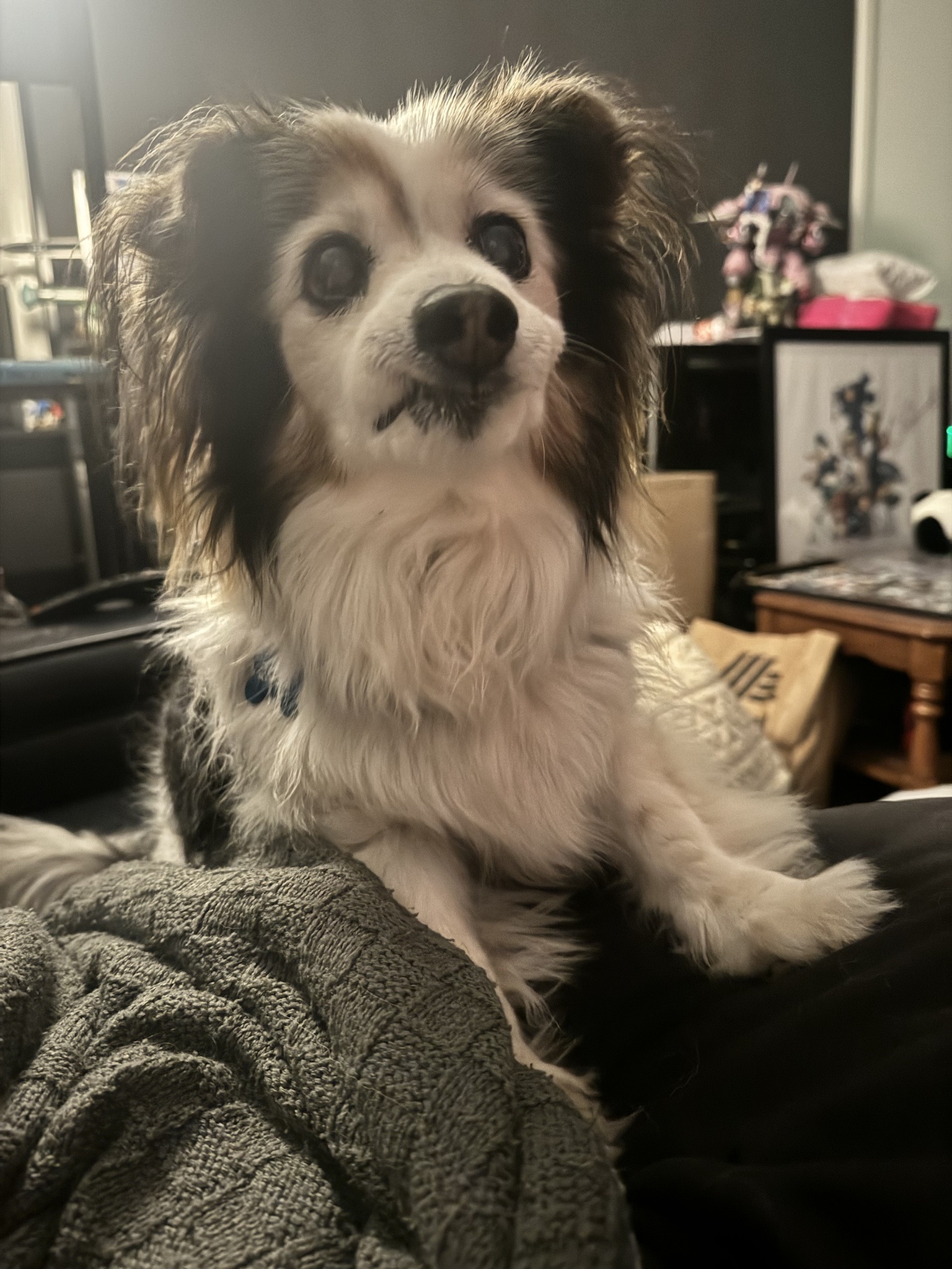 Daily Dose of My Adorable Dog Panko