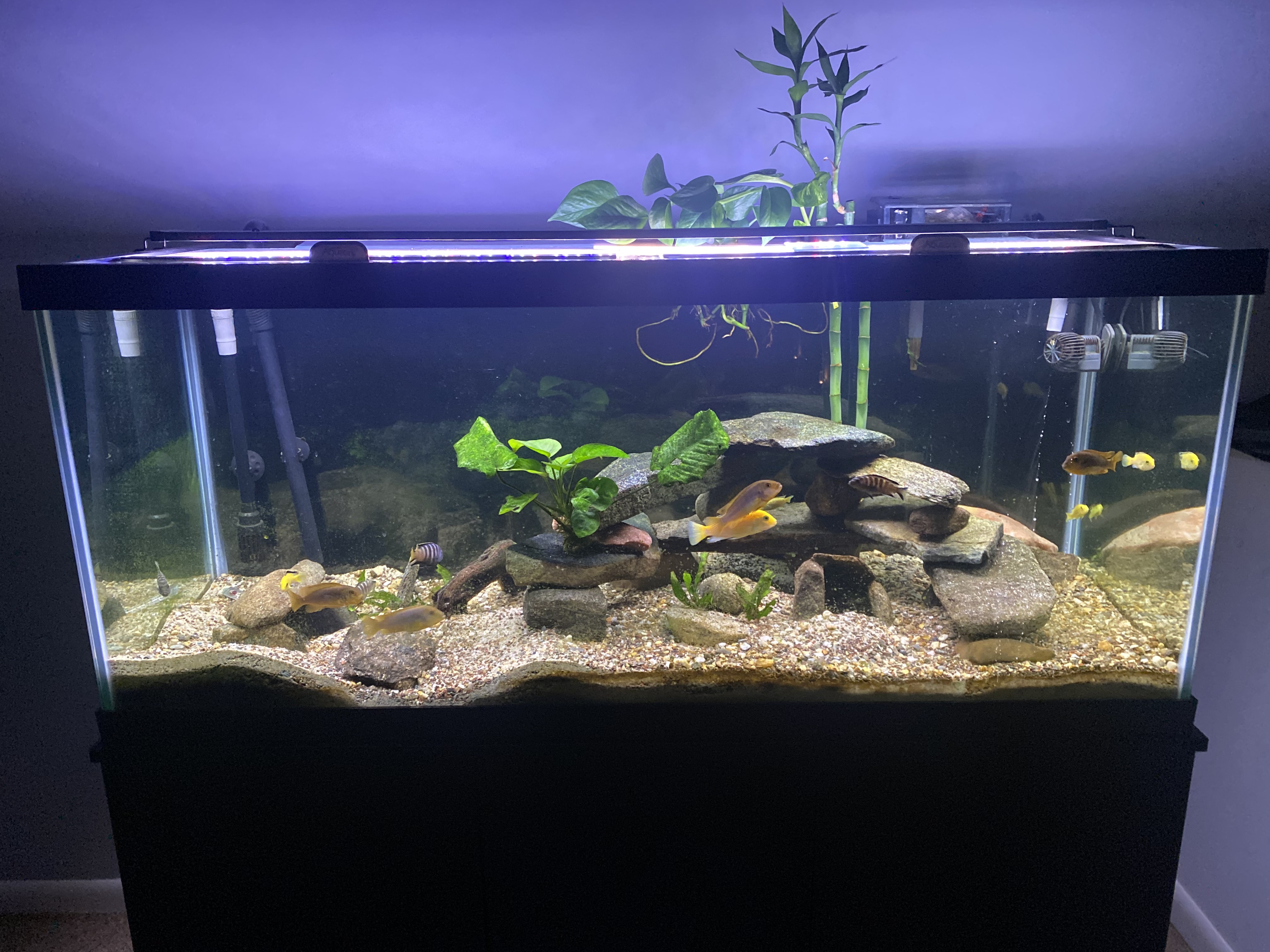 A glimpse into the Mbuna tank with a tiny baby fish