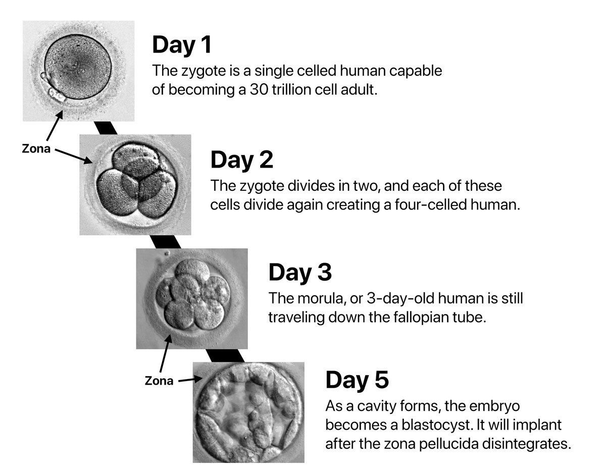 At conception, we all start as zygotes, and it takes days to develop into a blastocyst.