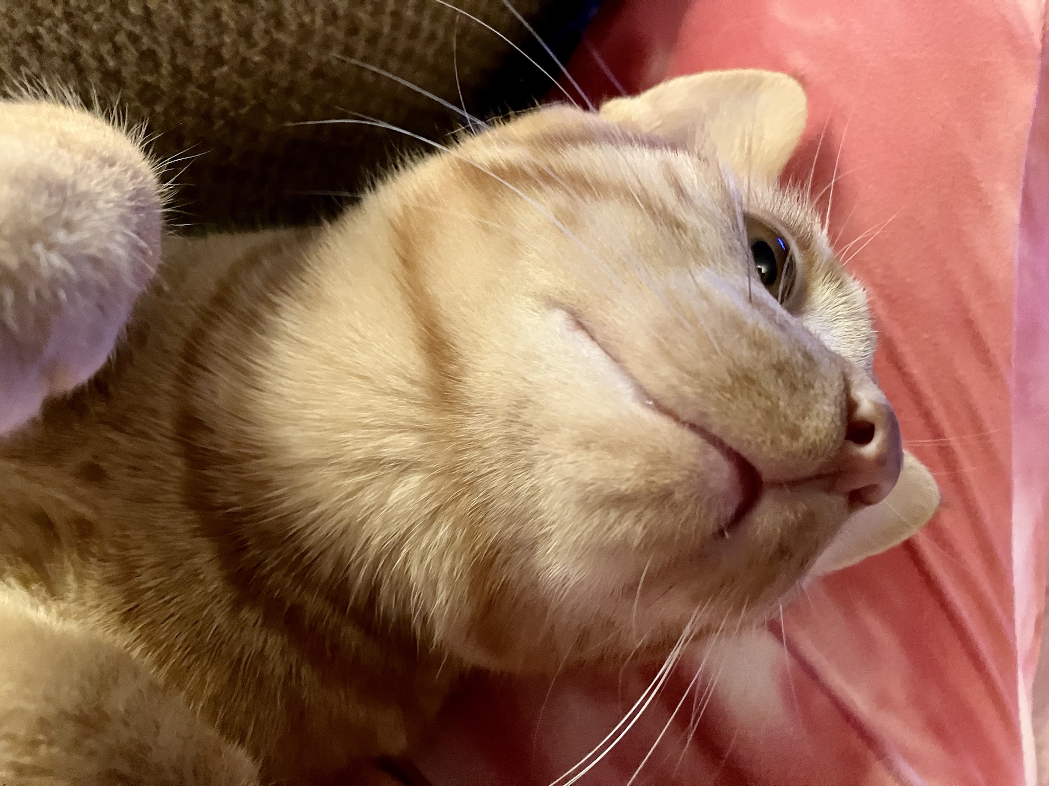 Meet the Sleepy Kitty: The Cutest Nap Enthusiast