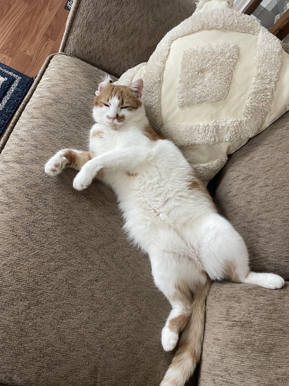 Meet Freddy: The Star of the Show