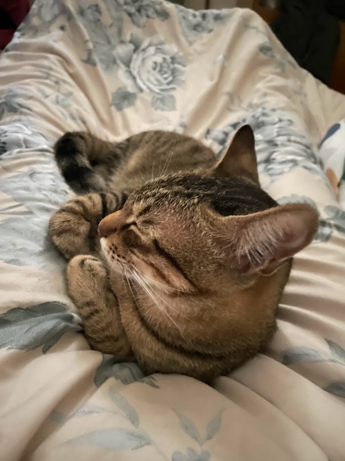 Just a cute cat moment