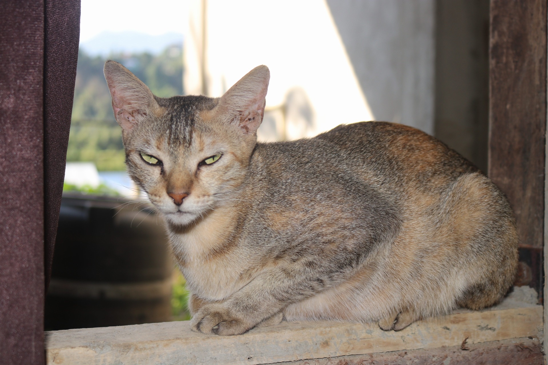 Do Imgurians Have a Soft Spot for Cats and Dogs?