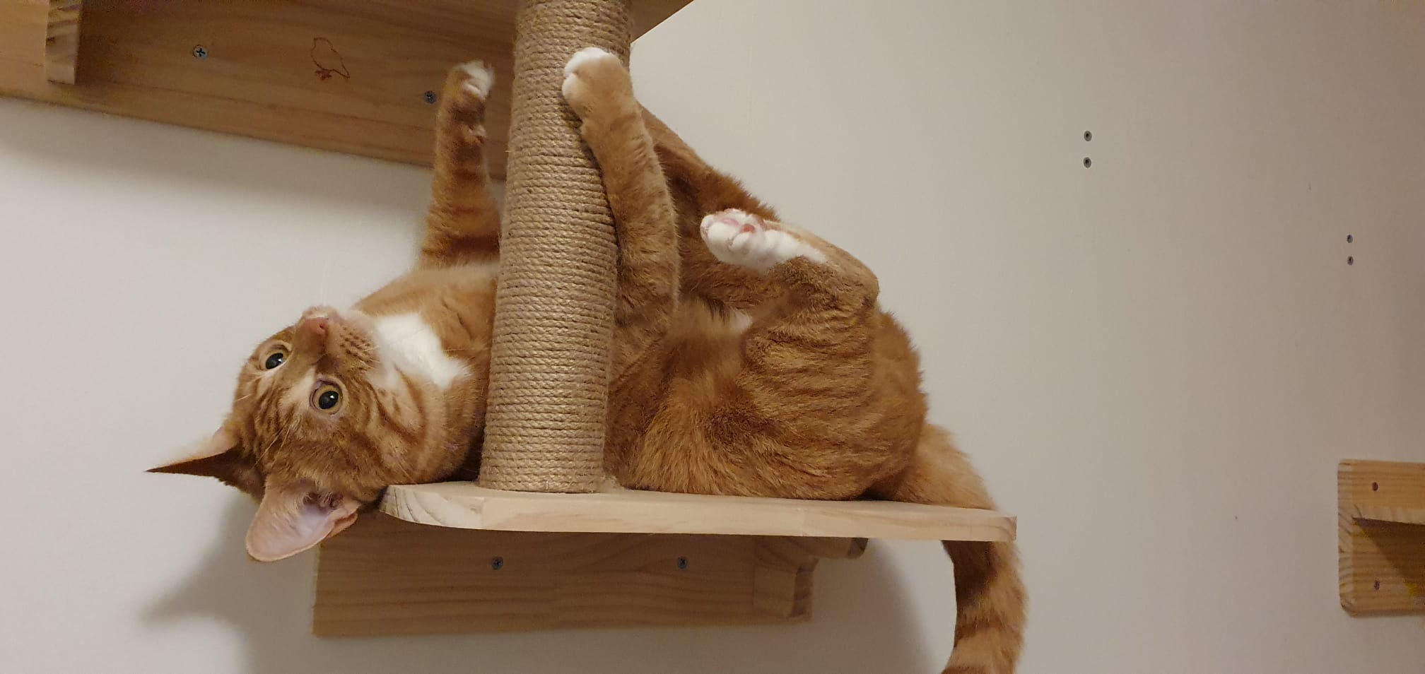 Feeling down? Watch Ollie bring the silliness to lift your spirits!