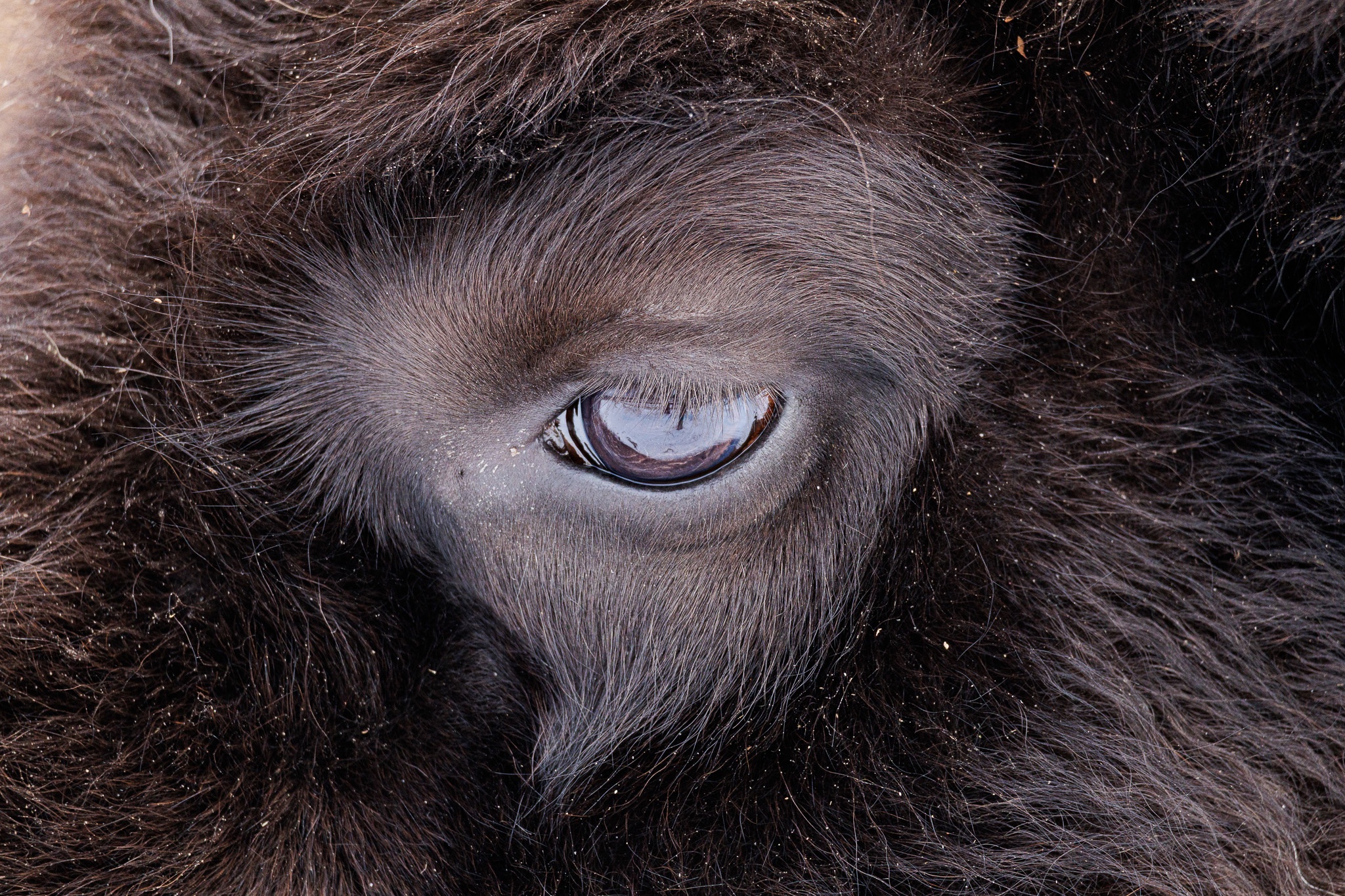 Nature's wonders: Day 80 - The majestic Eye of the Bison