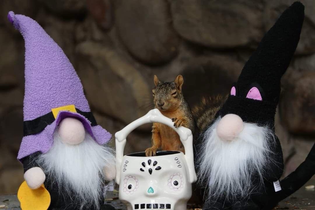 The Adorable Halloween Squirrel: Spooky and Cute!