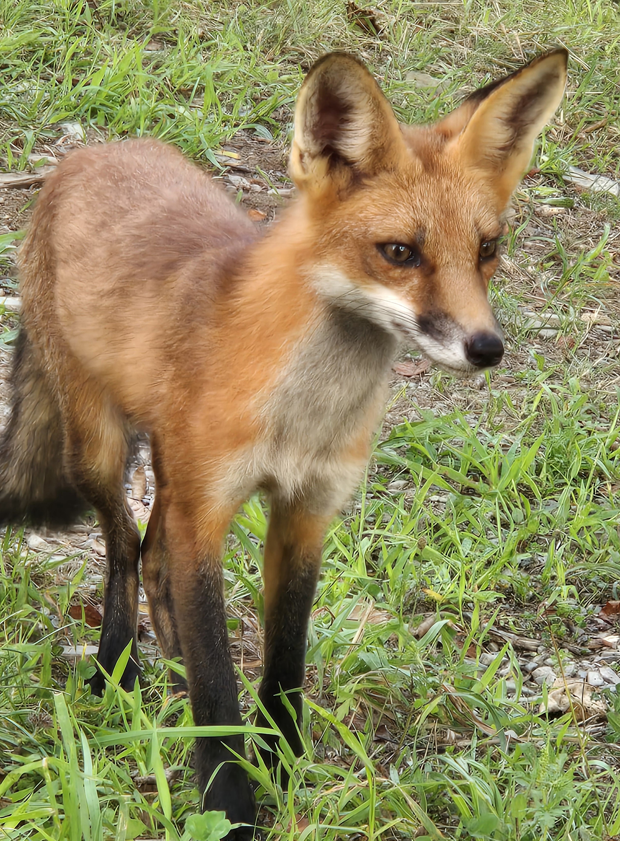 Tamaska: The Native American Term for 'Little Wolf'