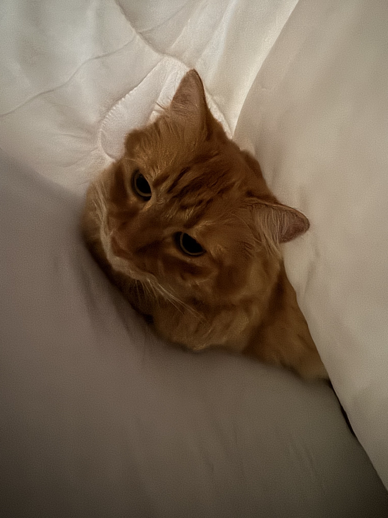 Toph's Journey: Day 110 and Counting
