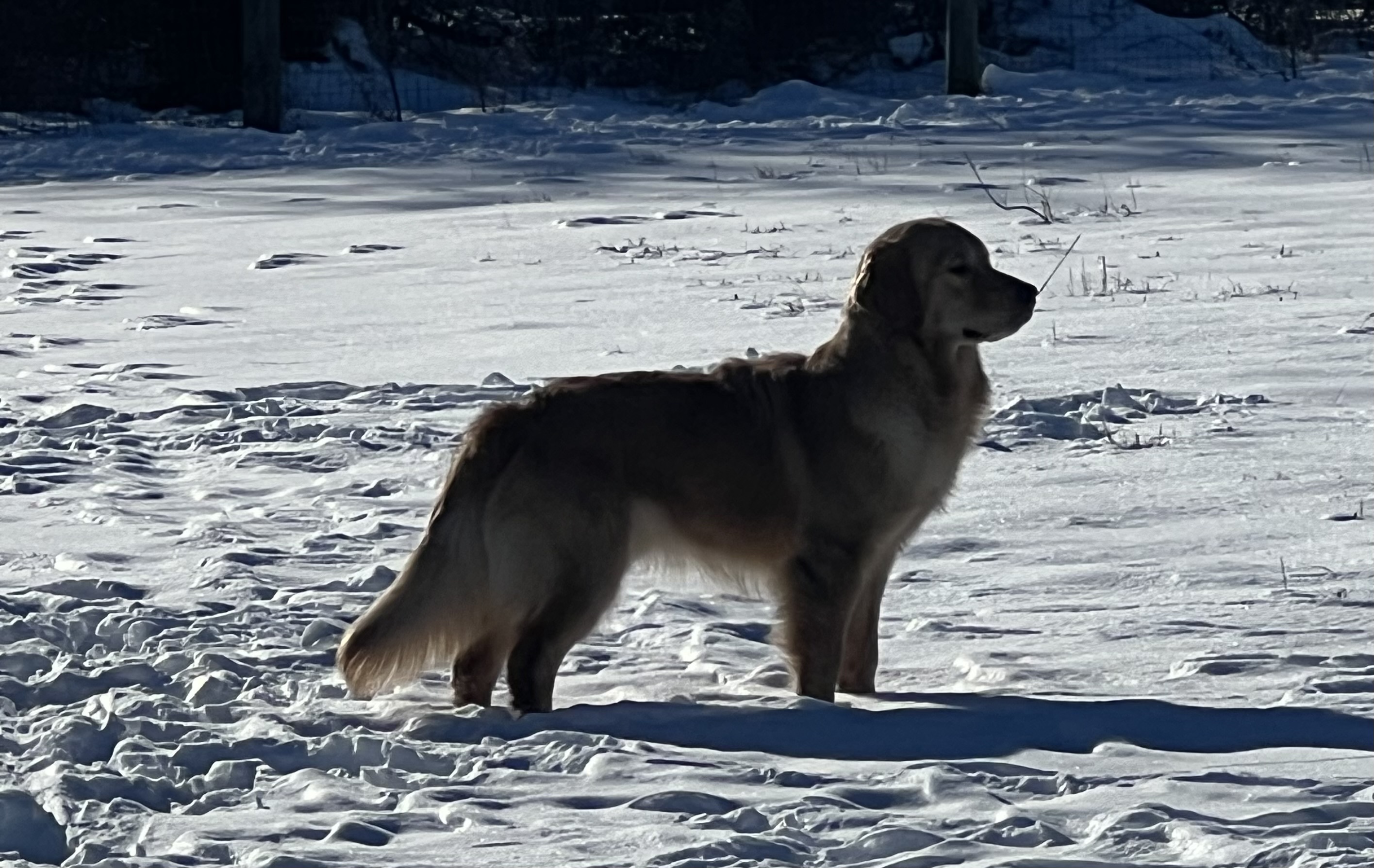 Meet Rowan: The Star of the Show
