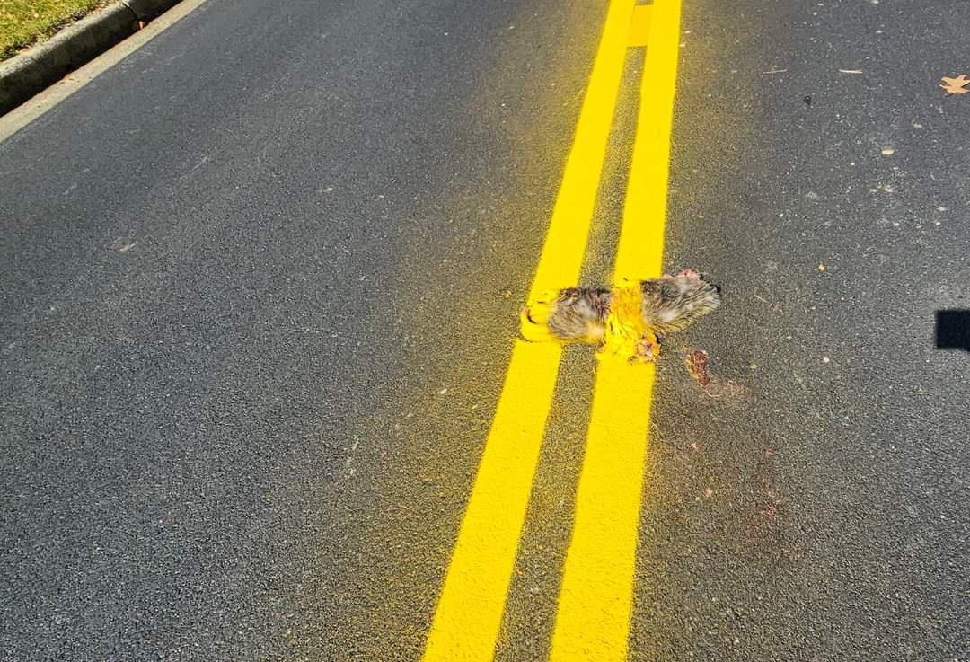 Kudos to Indiana Road Crews for Mastering the Art of Minimal Effort!