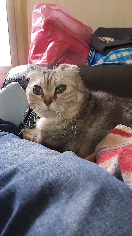 Yet Another Cute Cat to Brighten Your Day