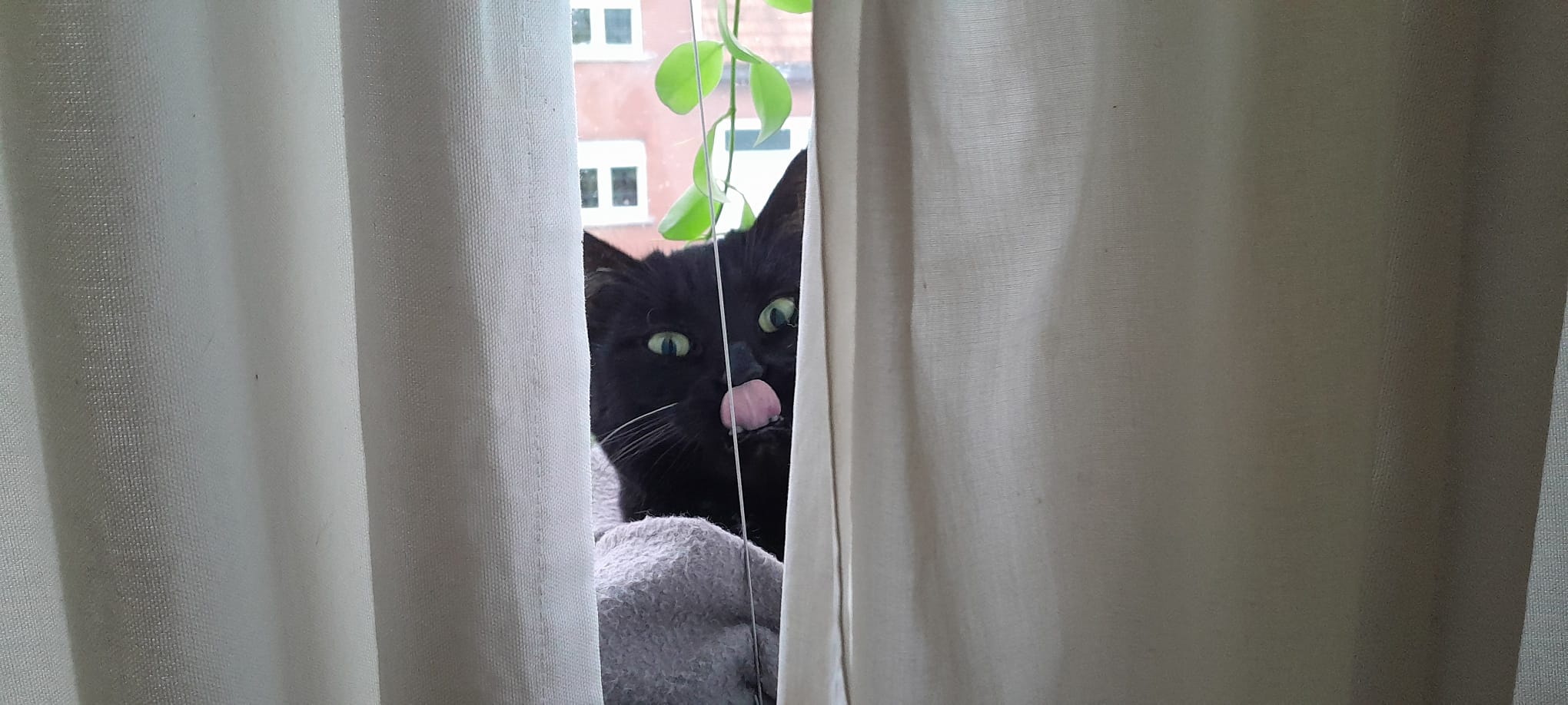 My Adorable Void Companion