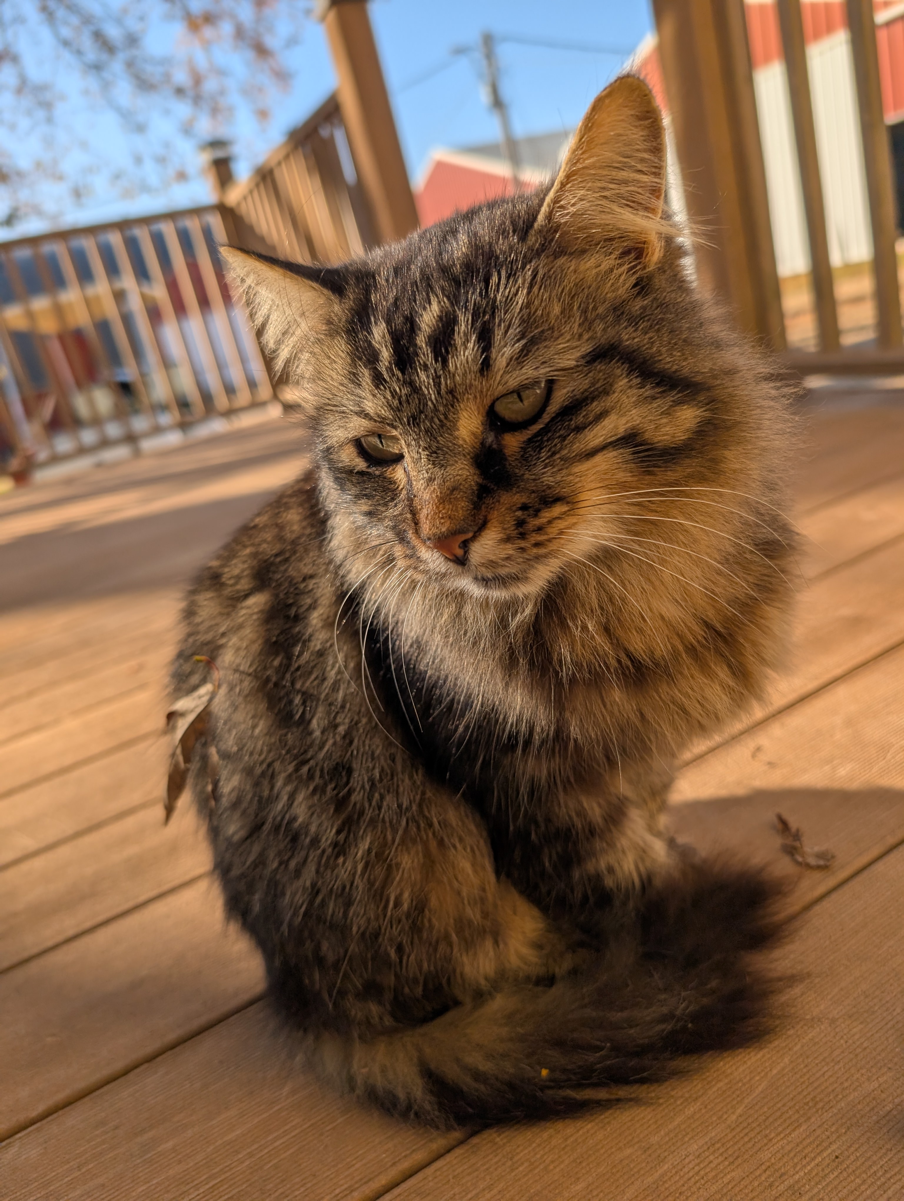 Crisp Caturday Vibes with Lyle the Barn Cat