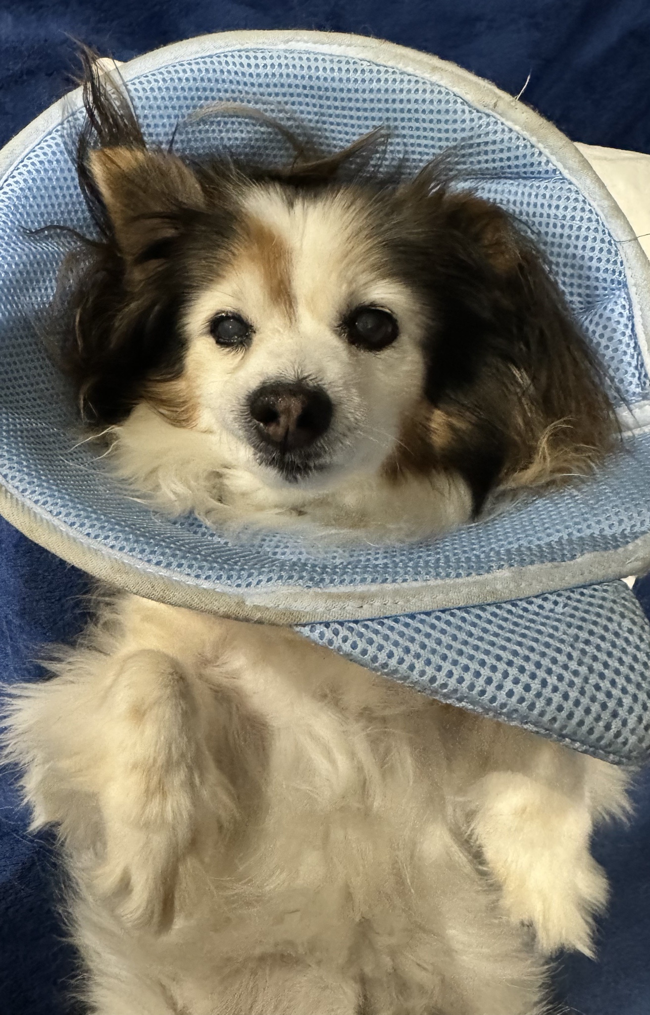 Daily dose of my adorable dog Panko!
